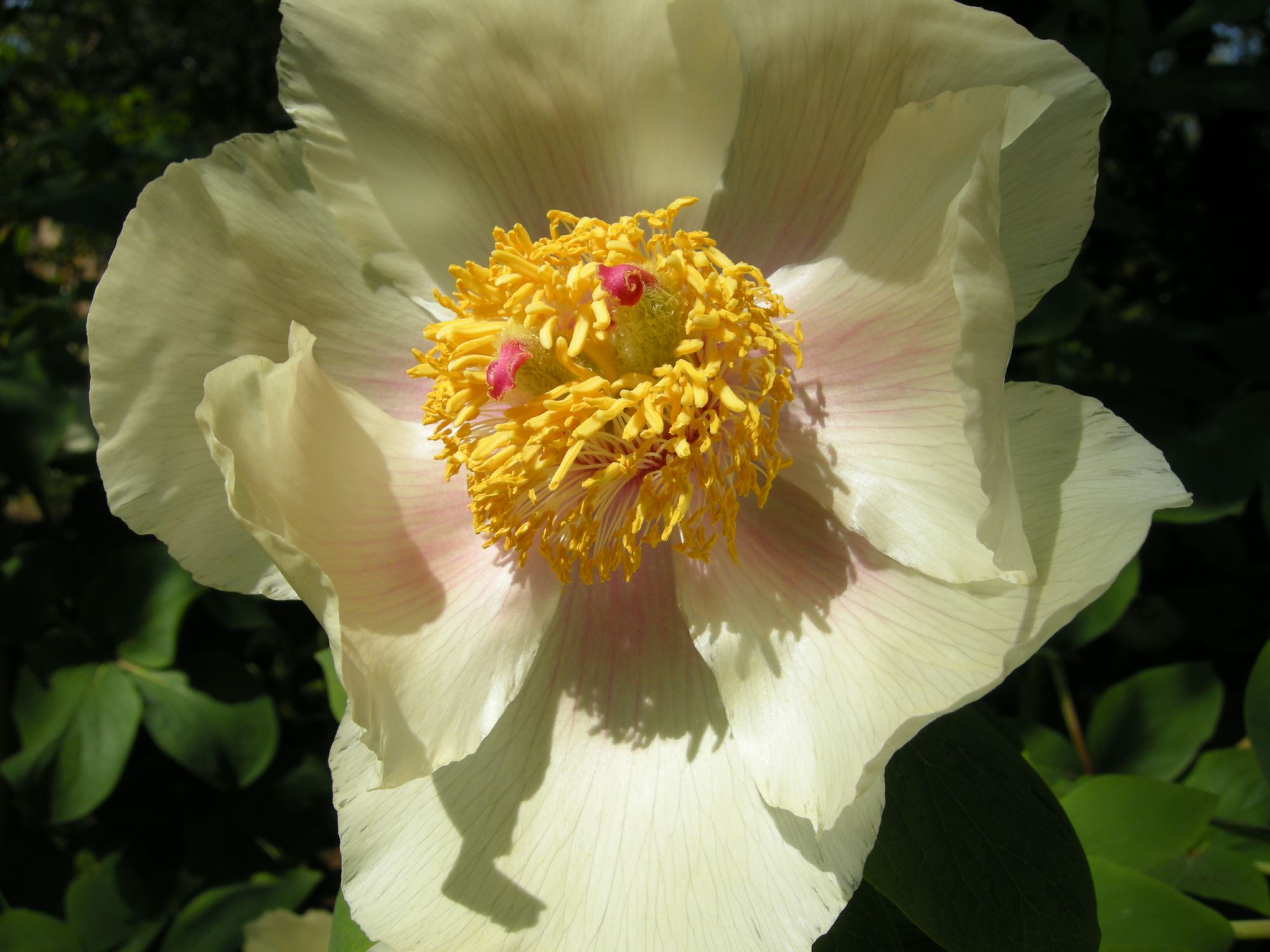 Image of Paeonia daurica subsp. mlokosewitschii