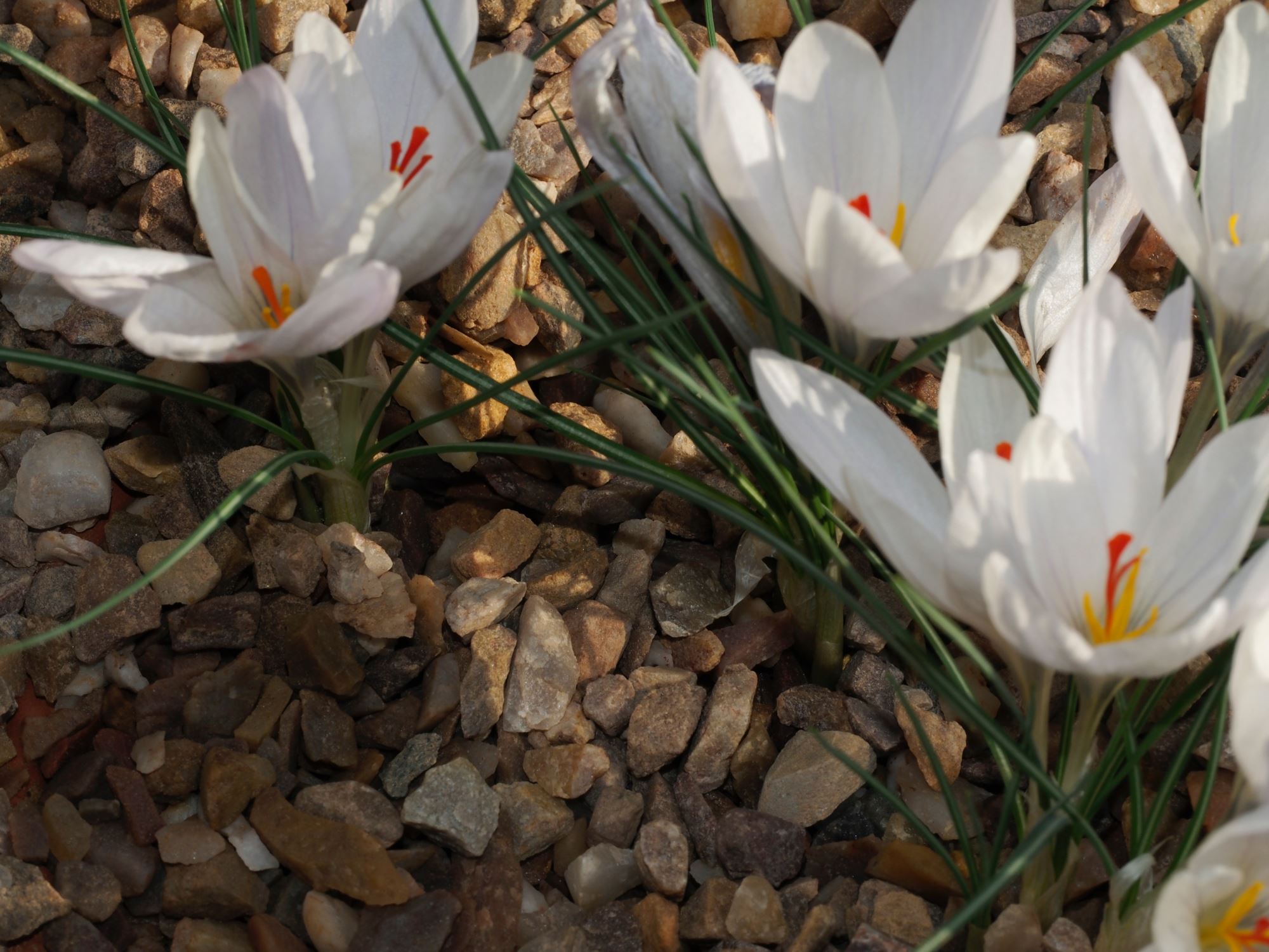 Image of Crocus asumaniae