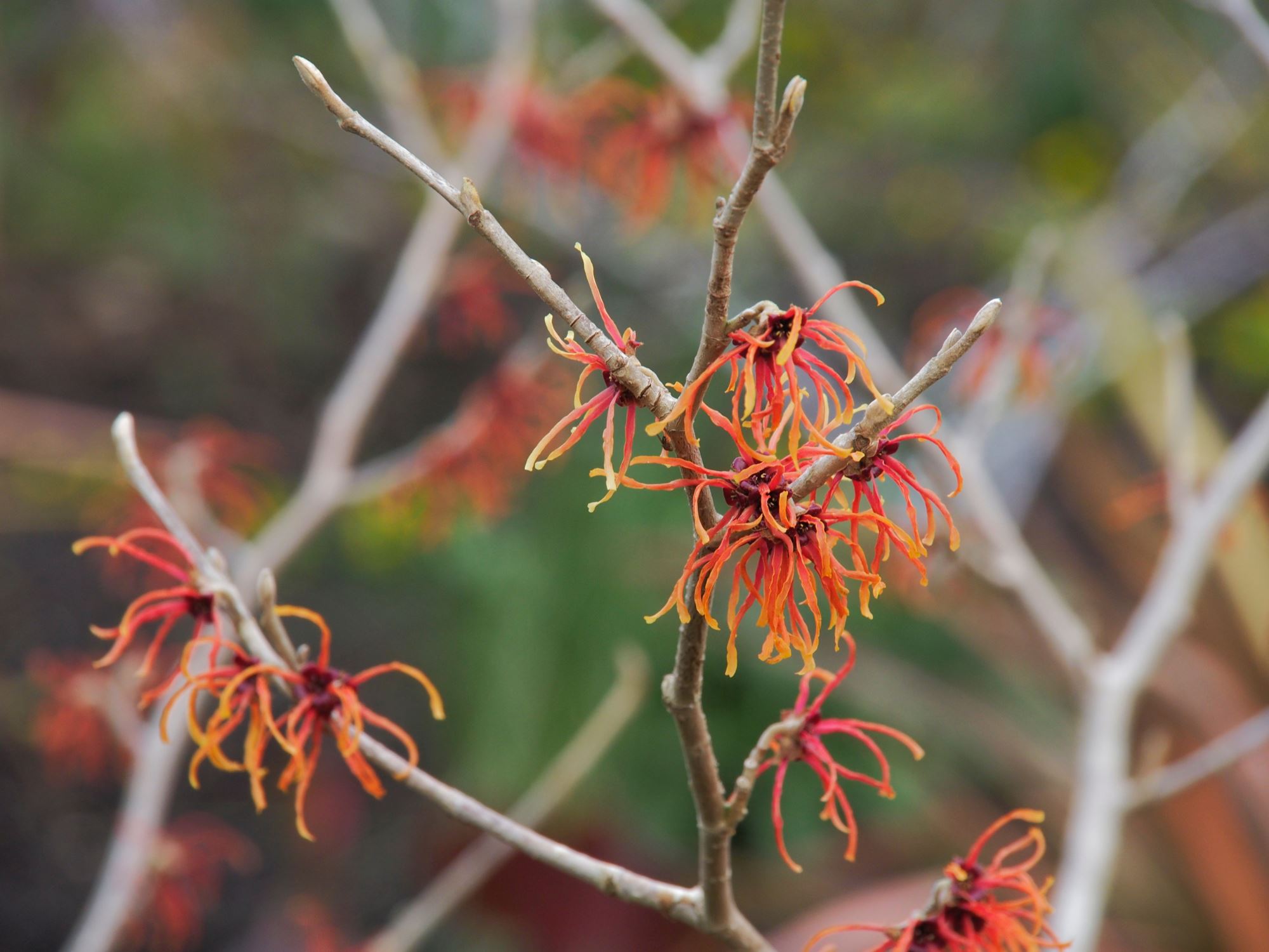 Image of Hamamelis Ã— intermedia 'Jelena'