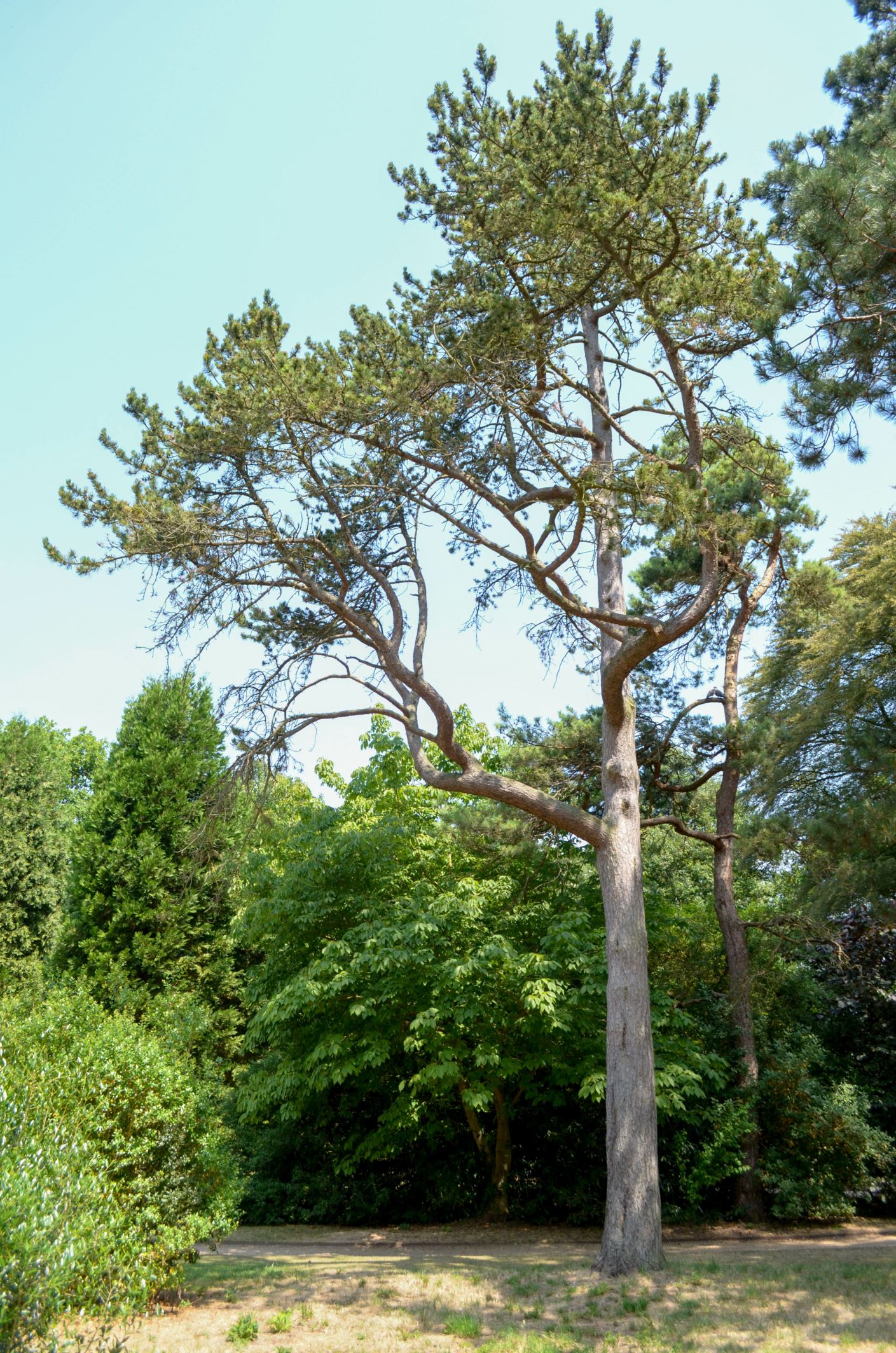 Image of Pinus uncinata