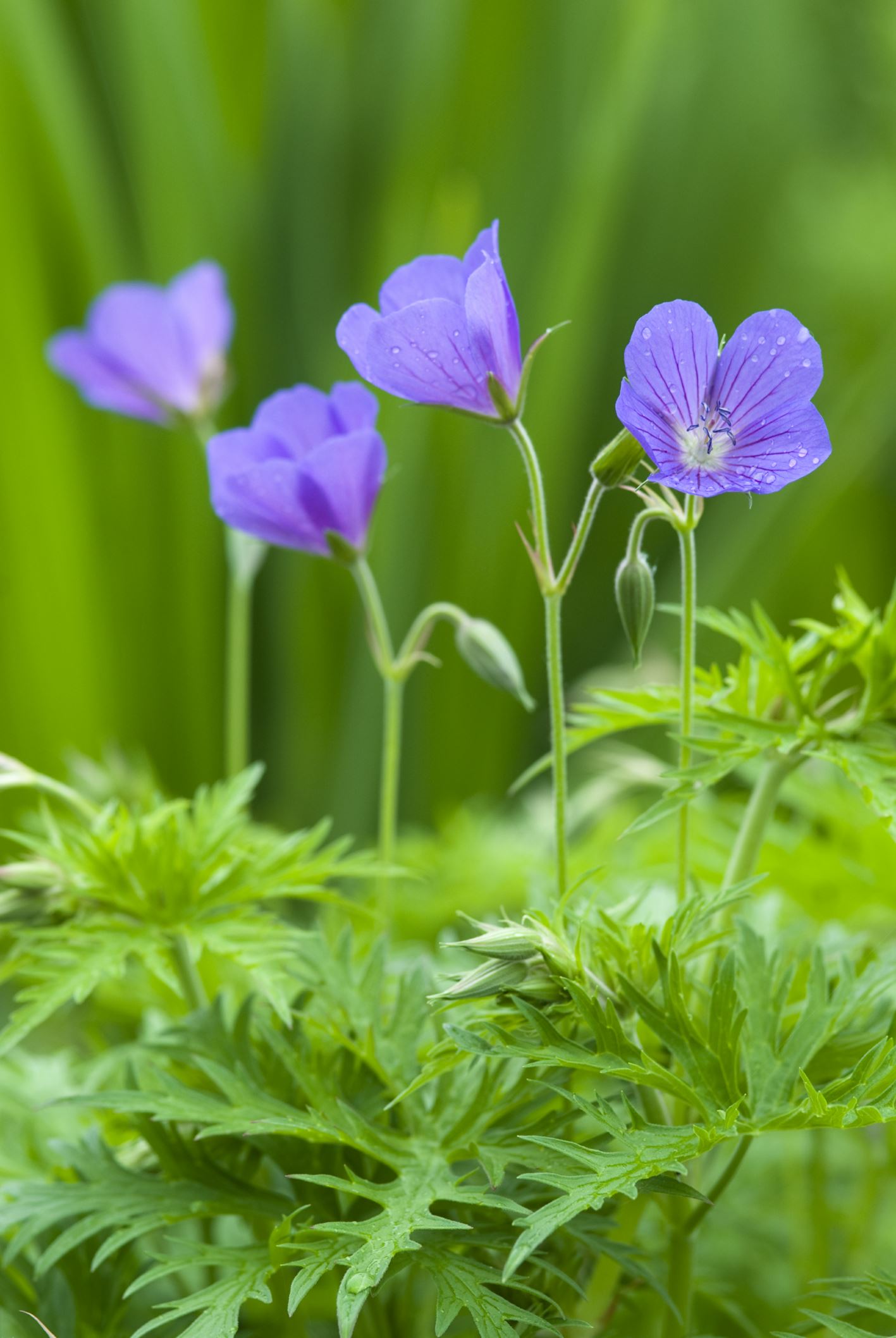 Image of Geranium 'Nimbus'