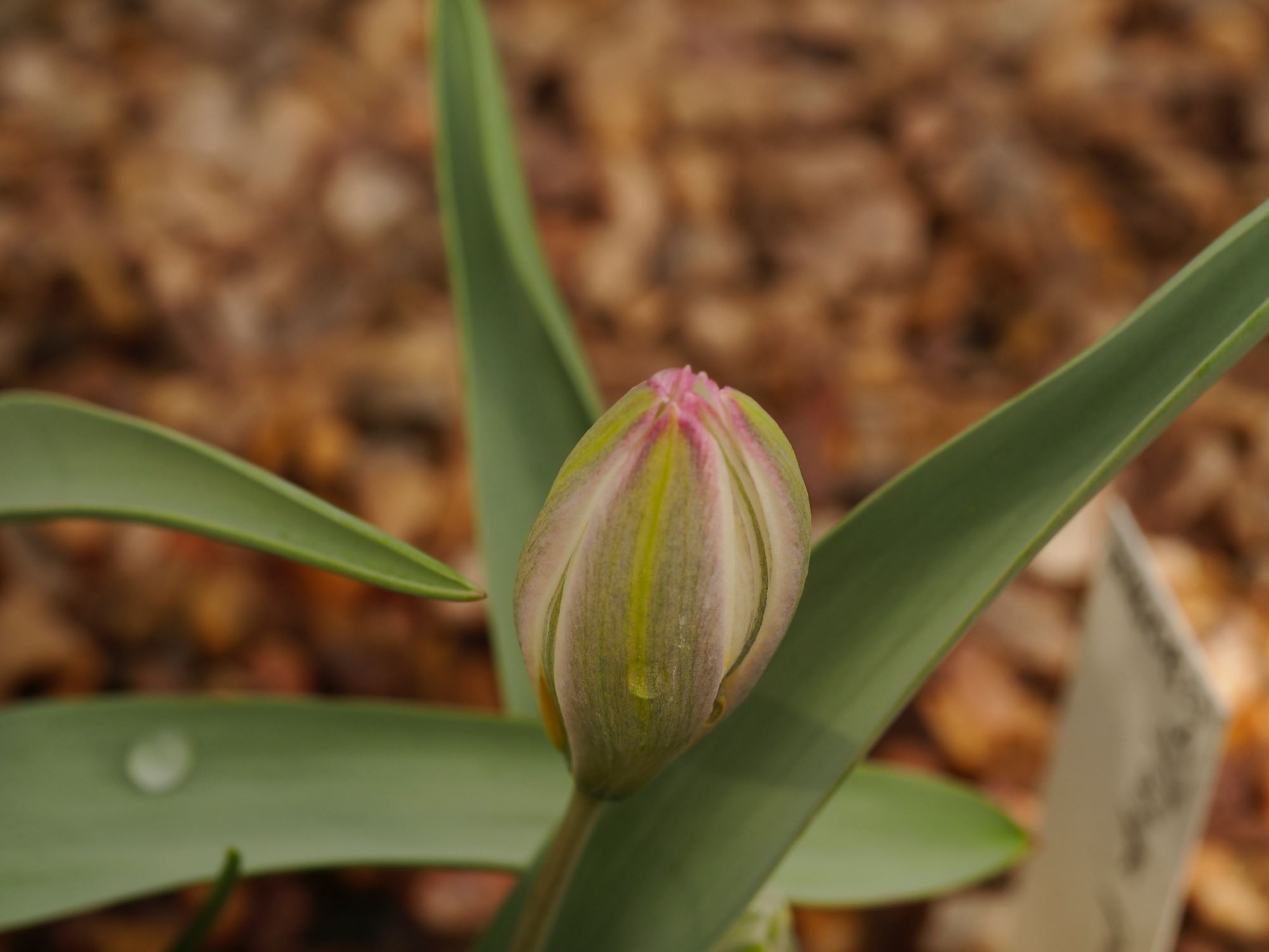 Image of Tulipa biflora