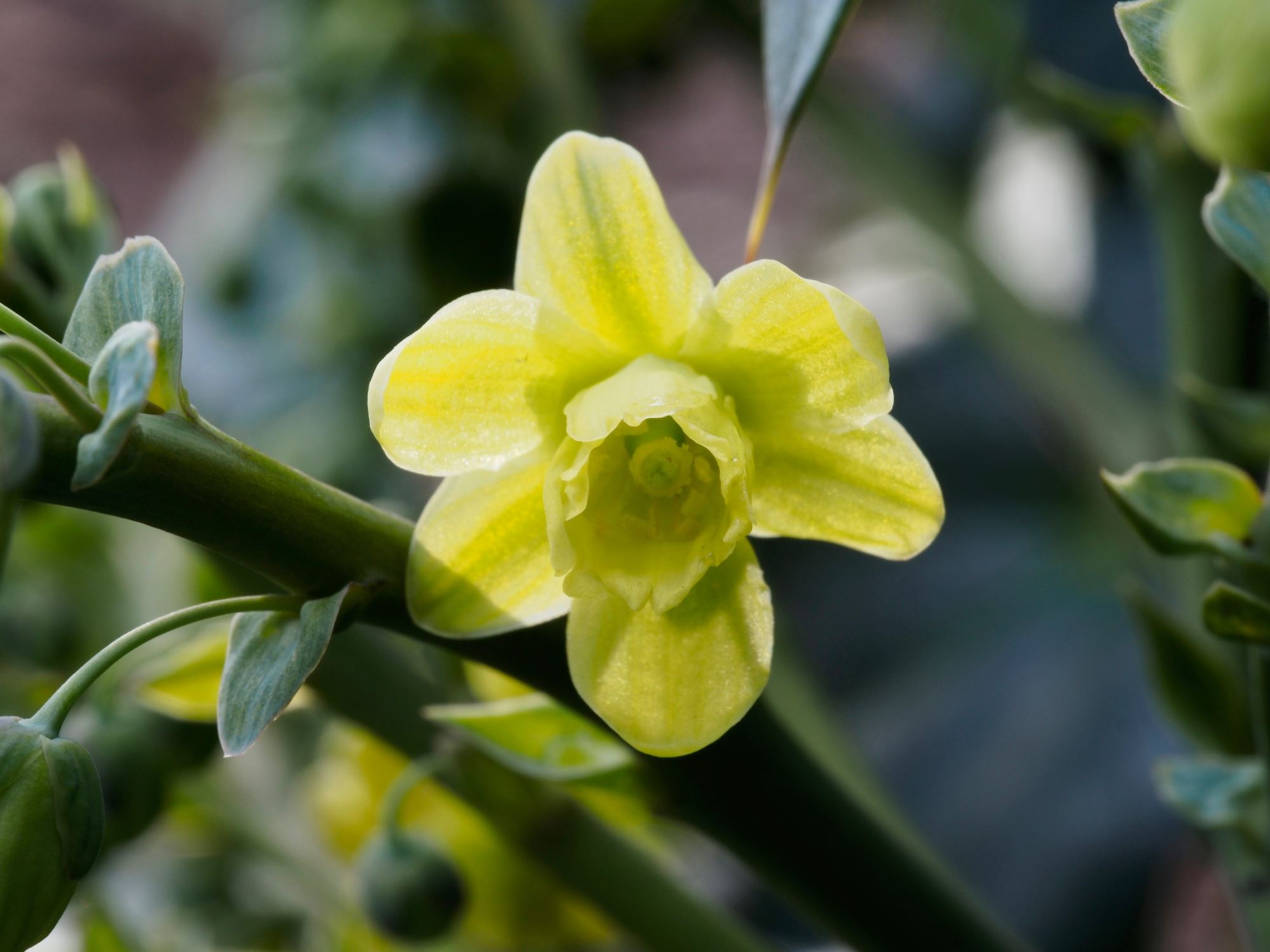 Image of Mahonia japonica 'Hiemalis'