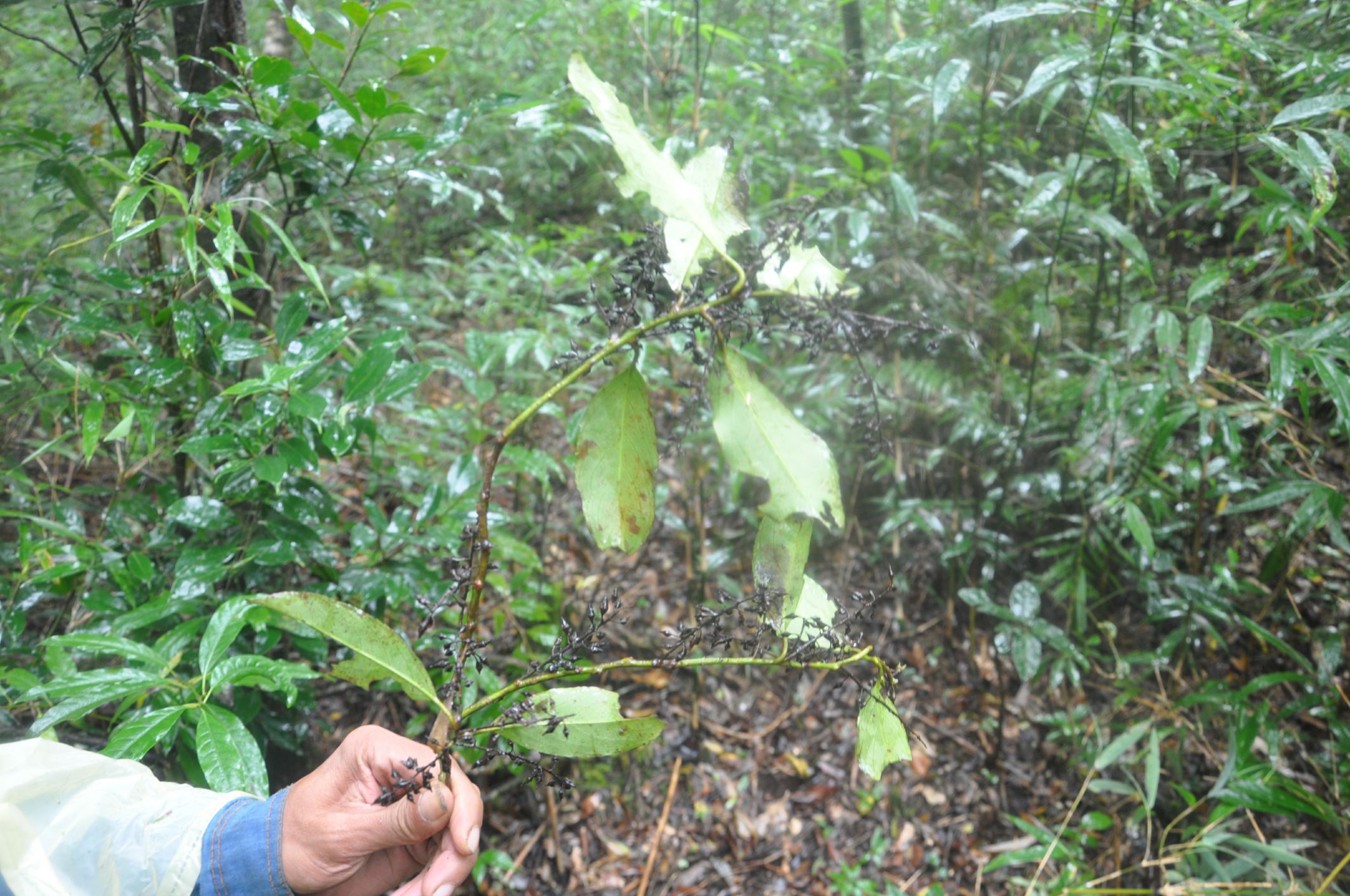 Image of Indet. Styracaceae