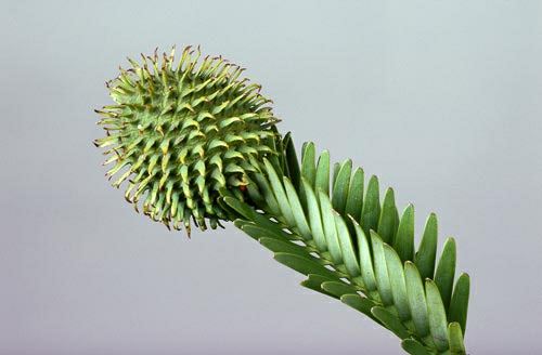 Image of Wollemia nobilis