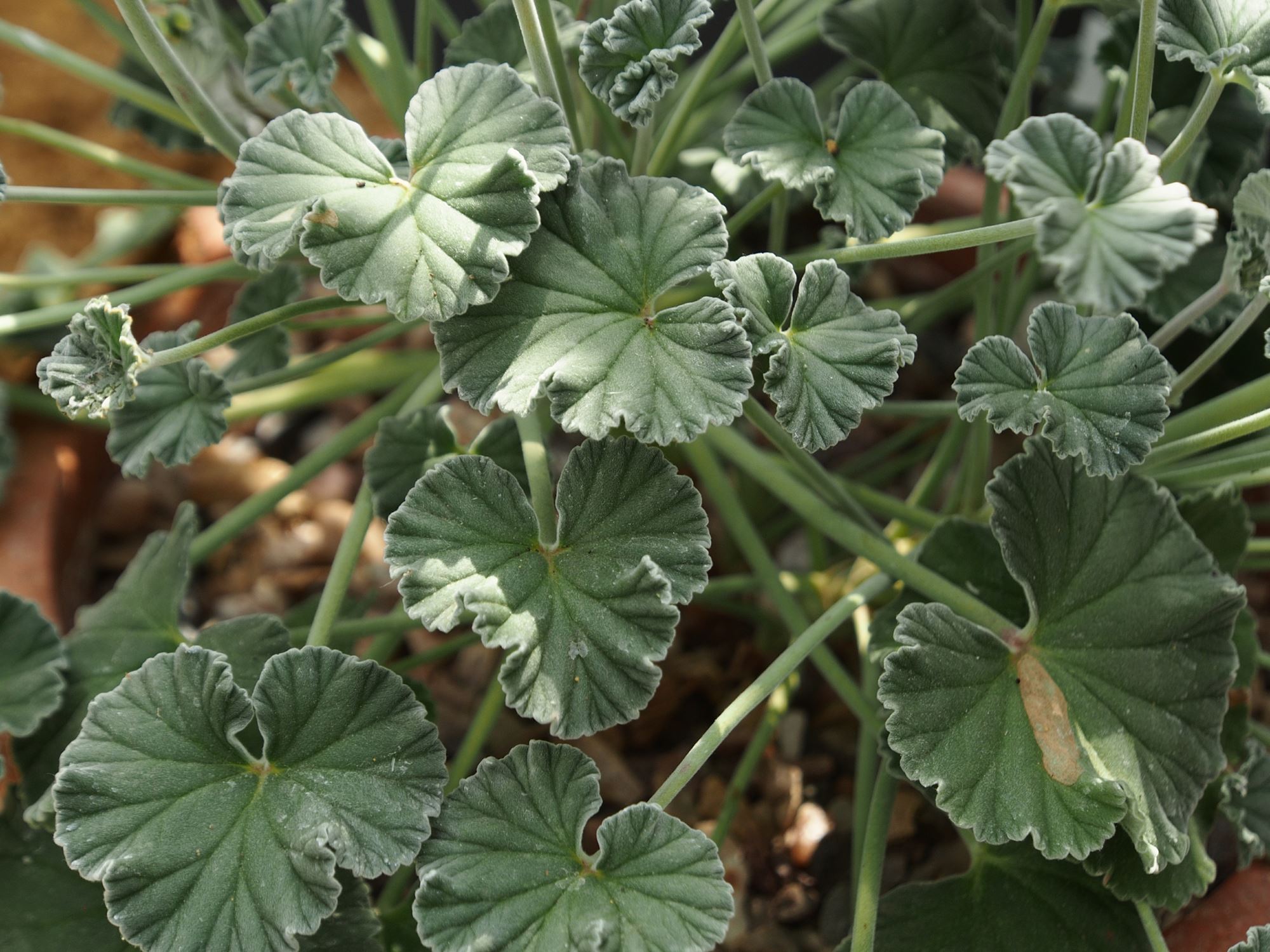 Image of Pelargonium sidoides