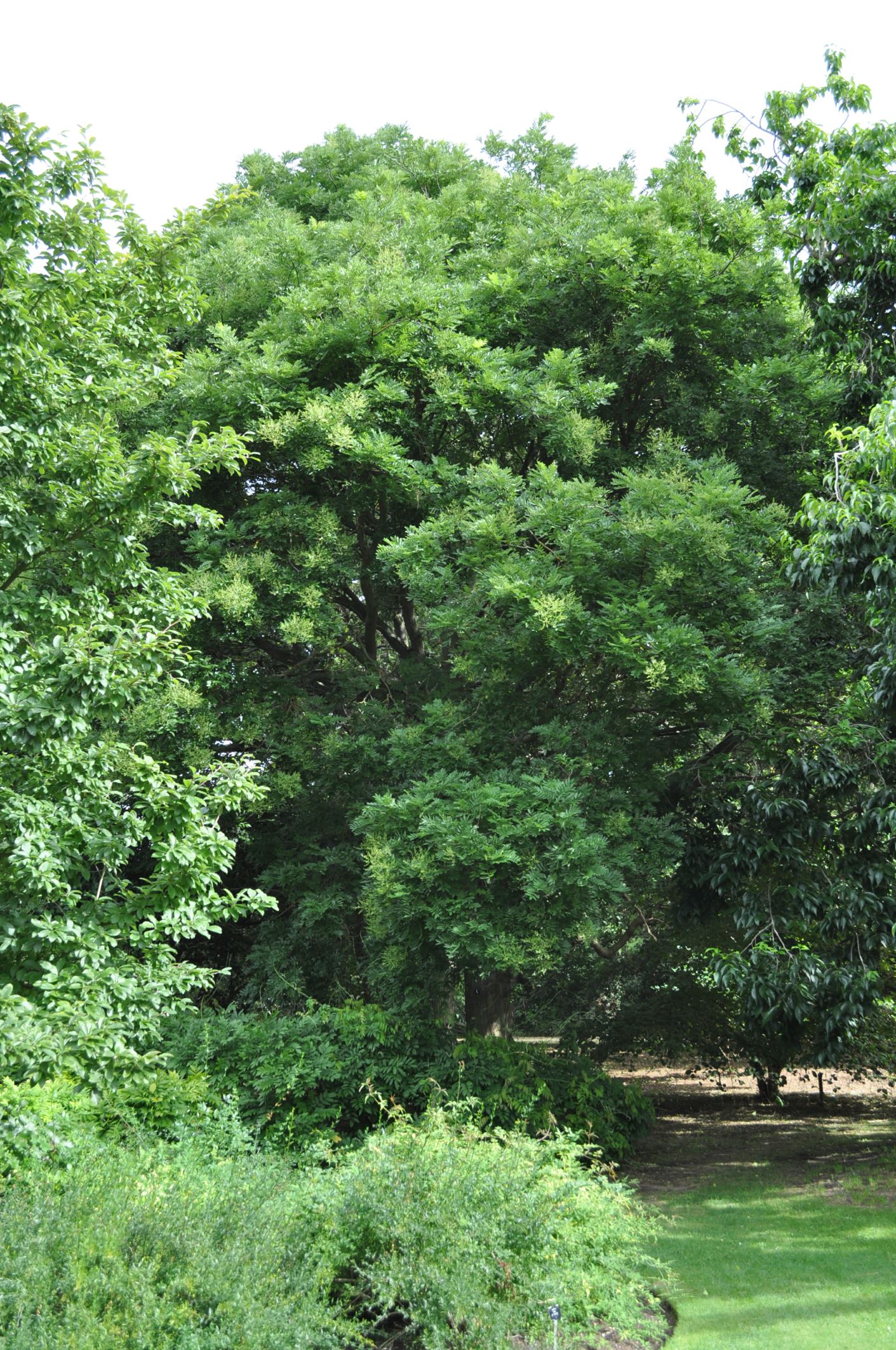 Image of Styphnolobium japonicum