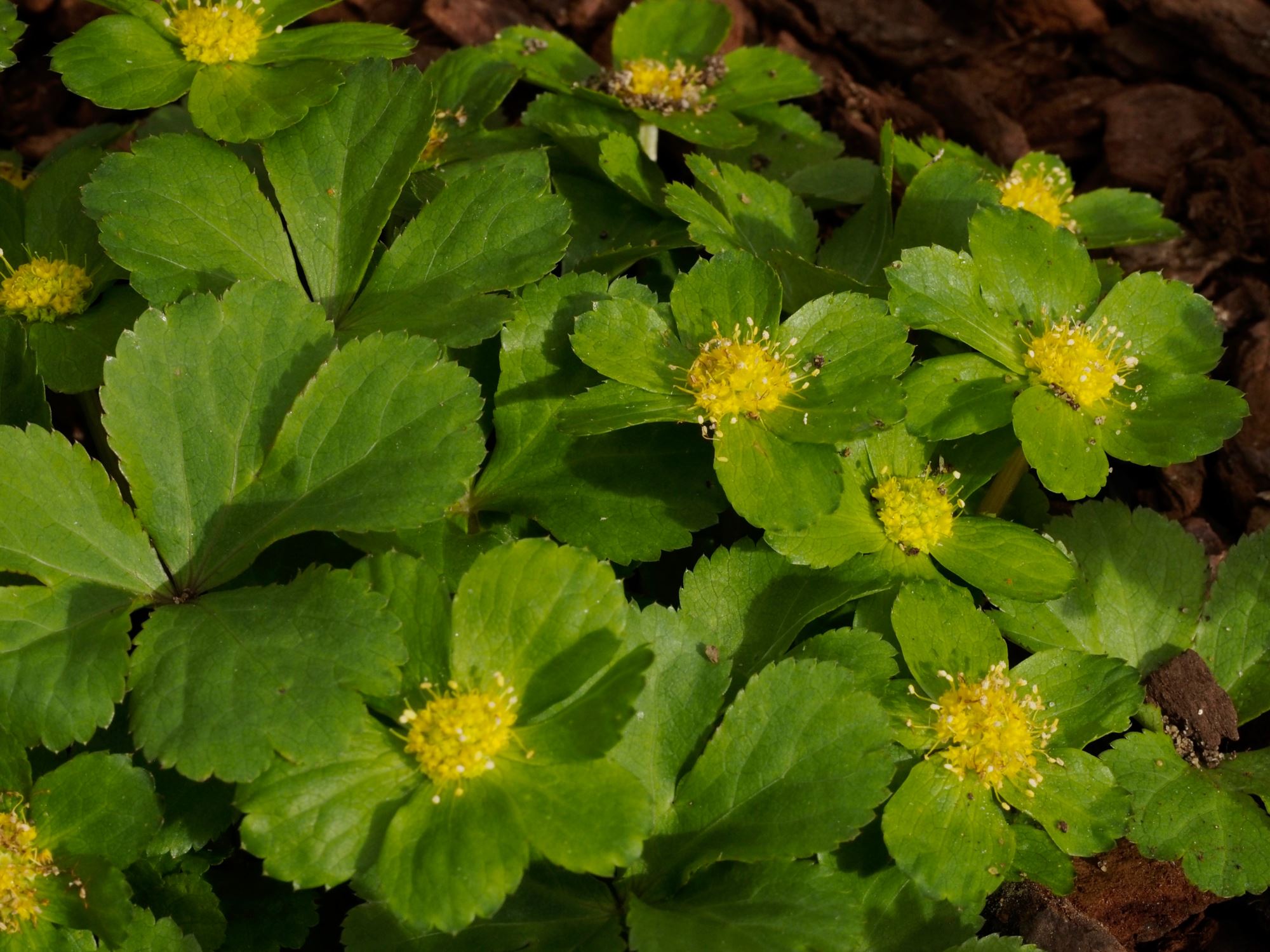 Image of Sanicula epipactis