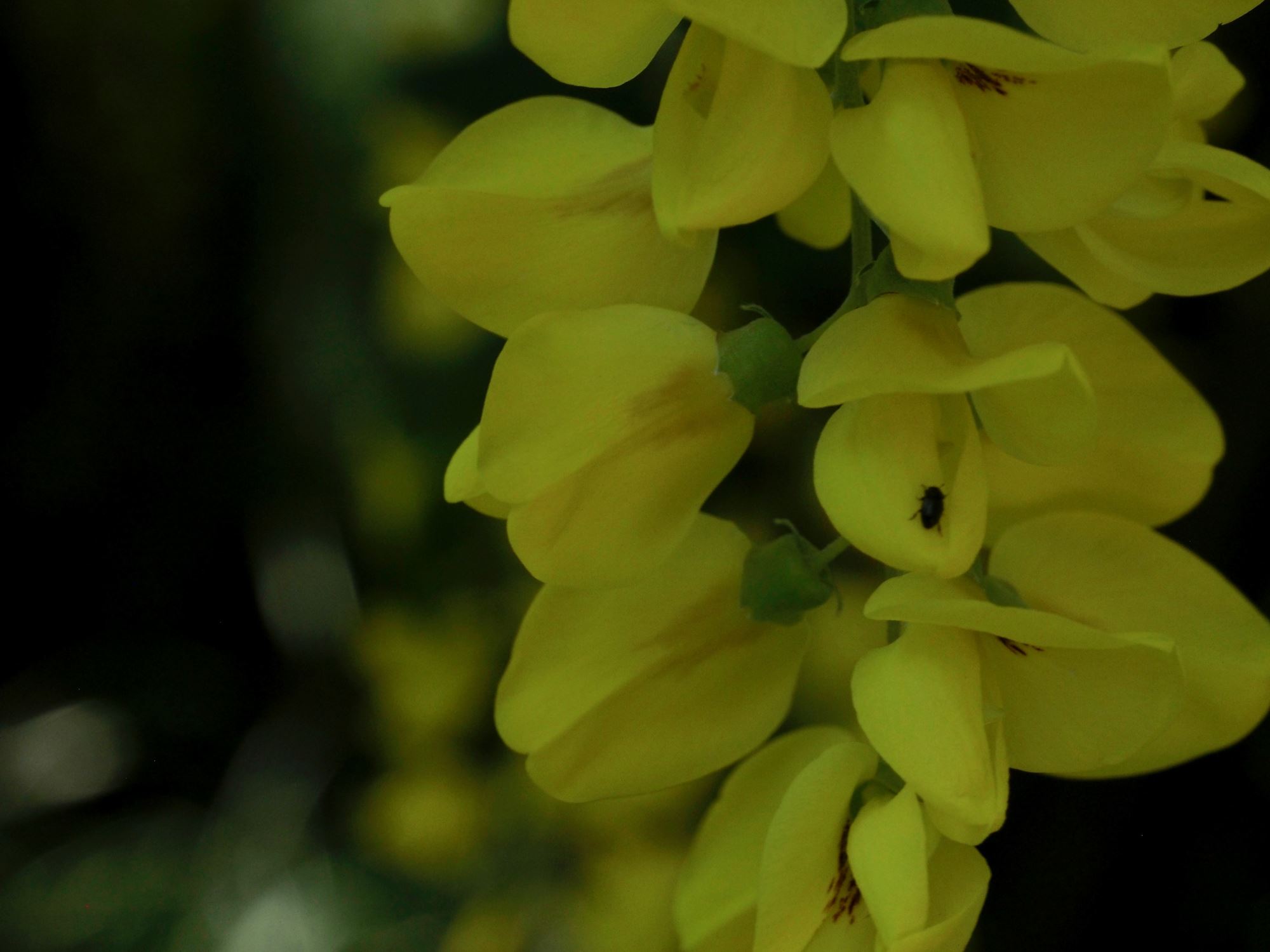 Image of Laburnum anagyroides