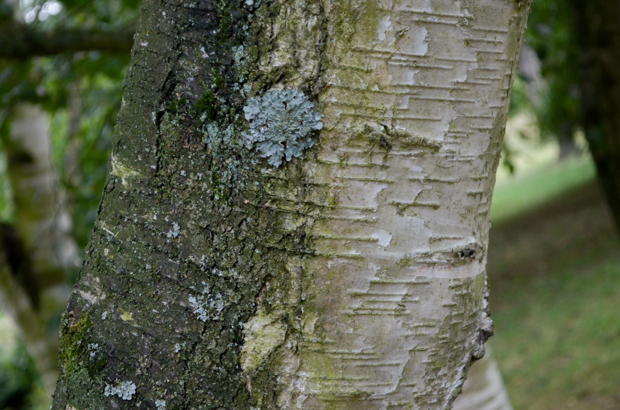 Image of Betula pendula subsp. pendula
