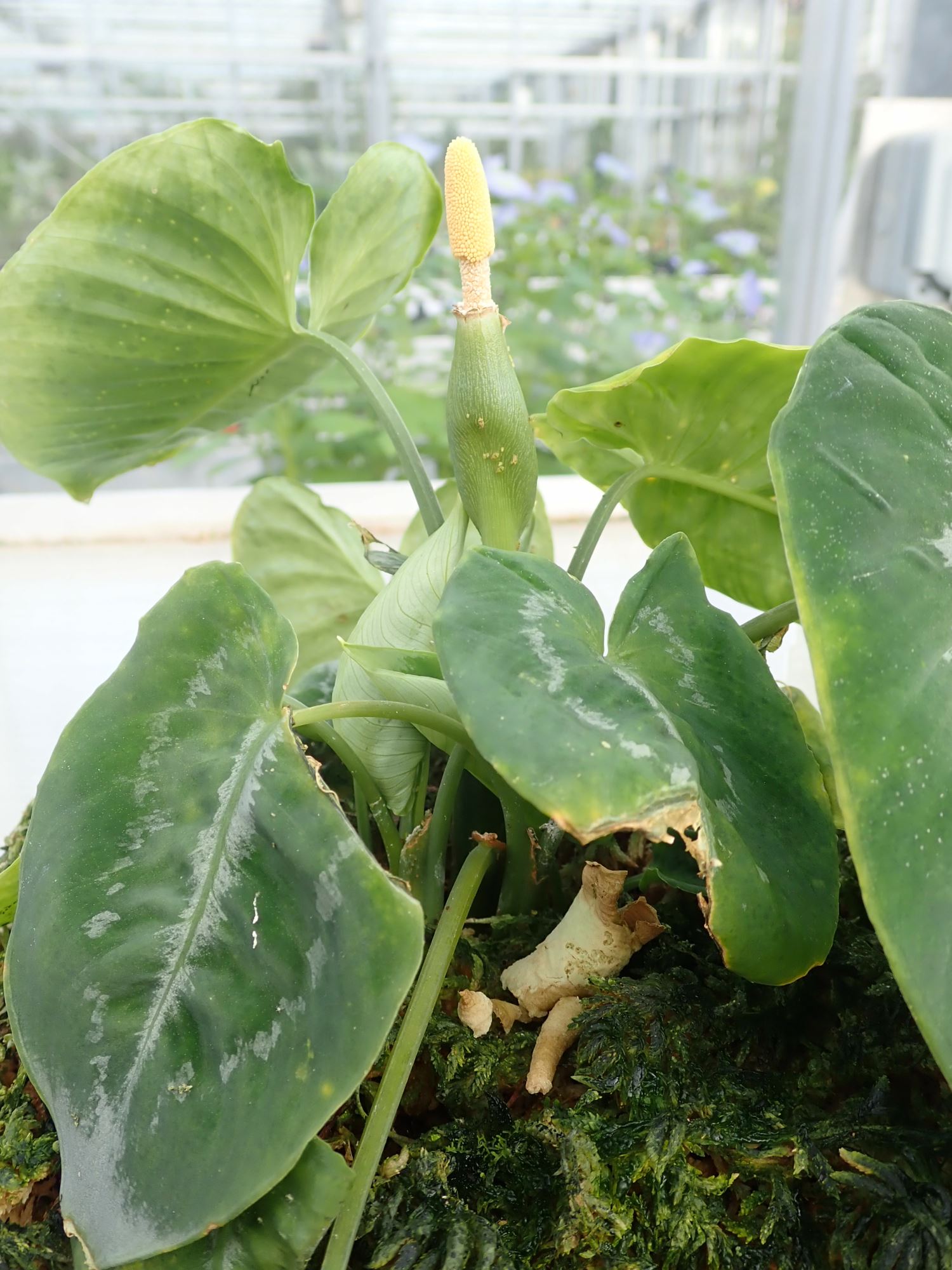 Image of Schismatoglottis scintillans