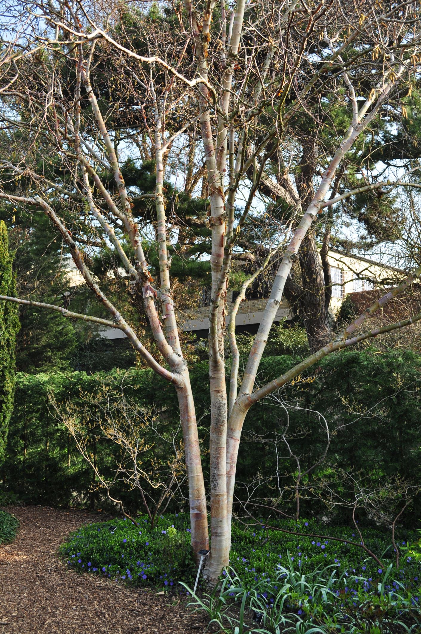 Image of Betula utilis subsp. albosinensis