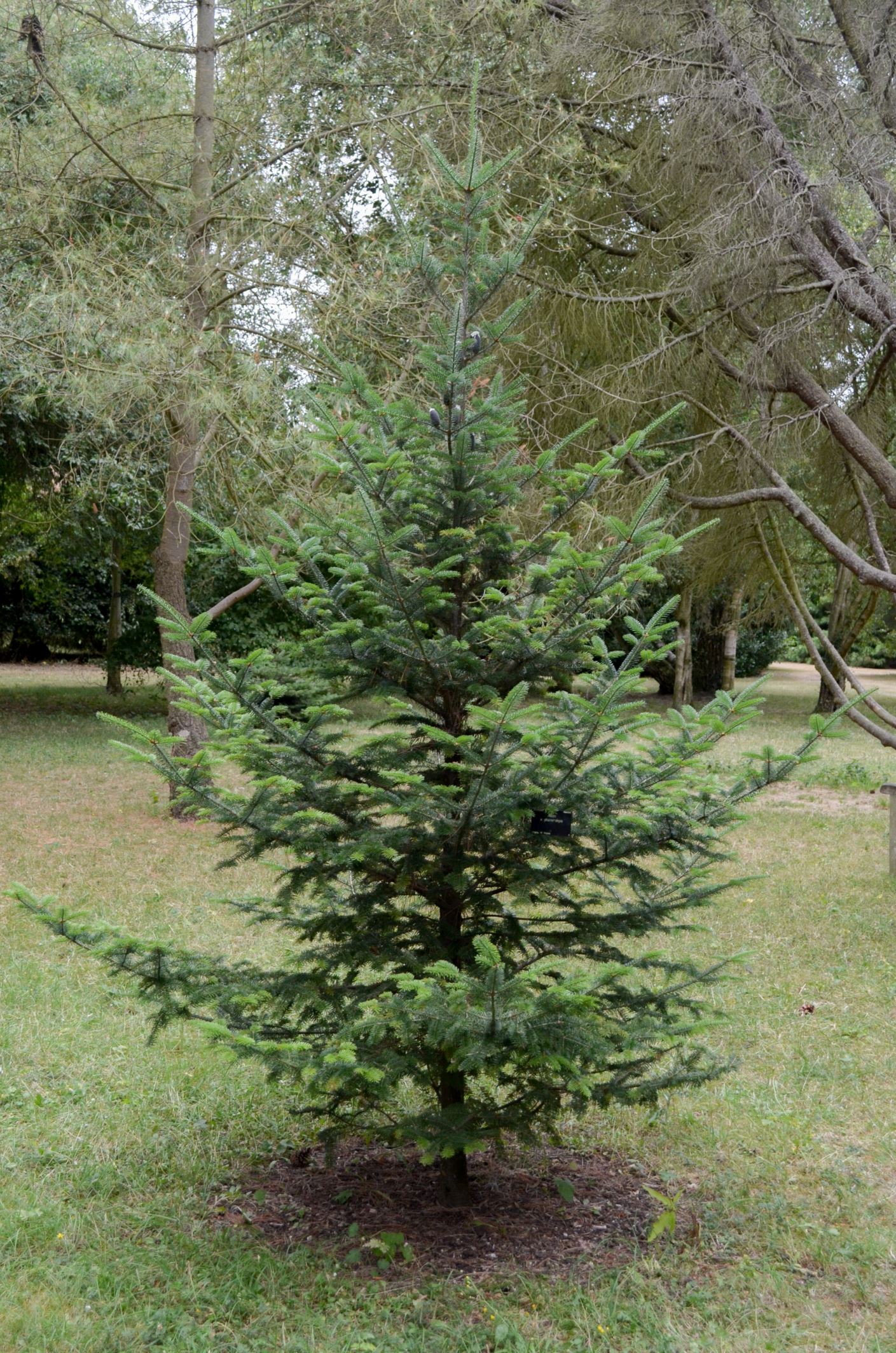 Image of Abies Ã— phanerolepis