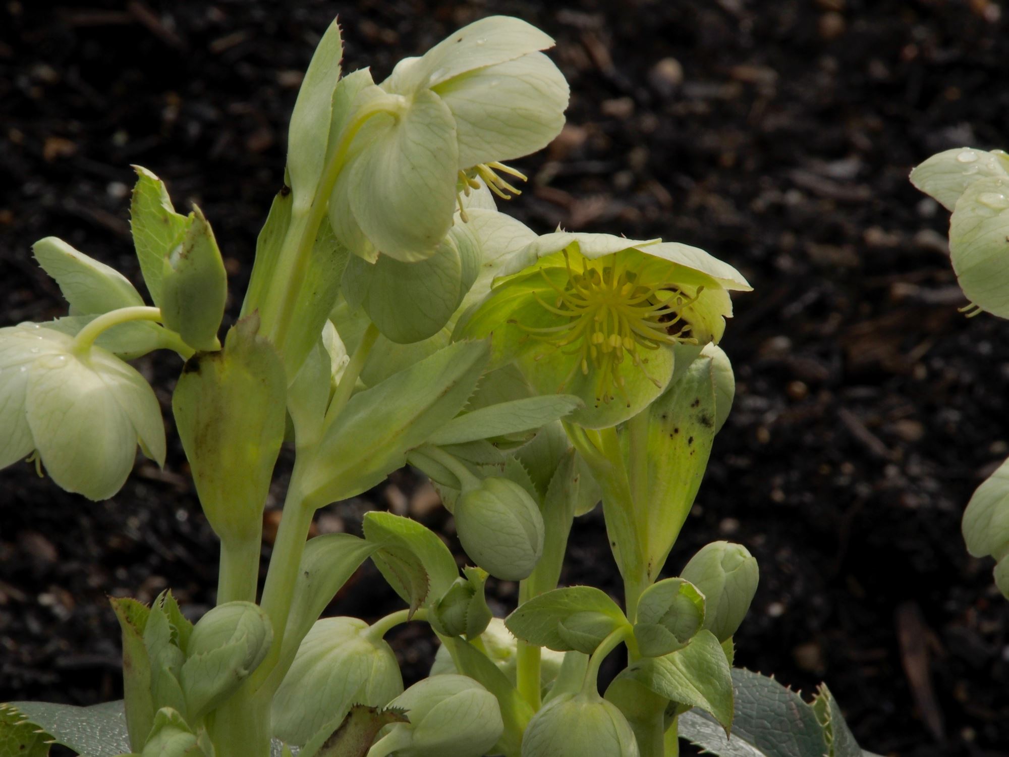 Image of Helleborus lividus subsp. corsicus
