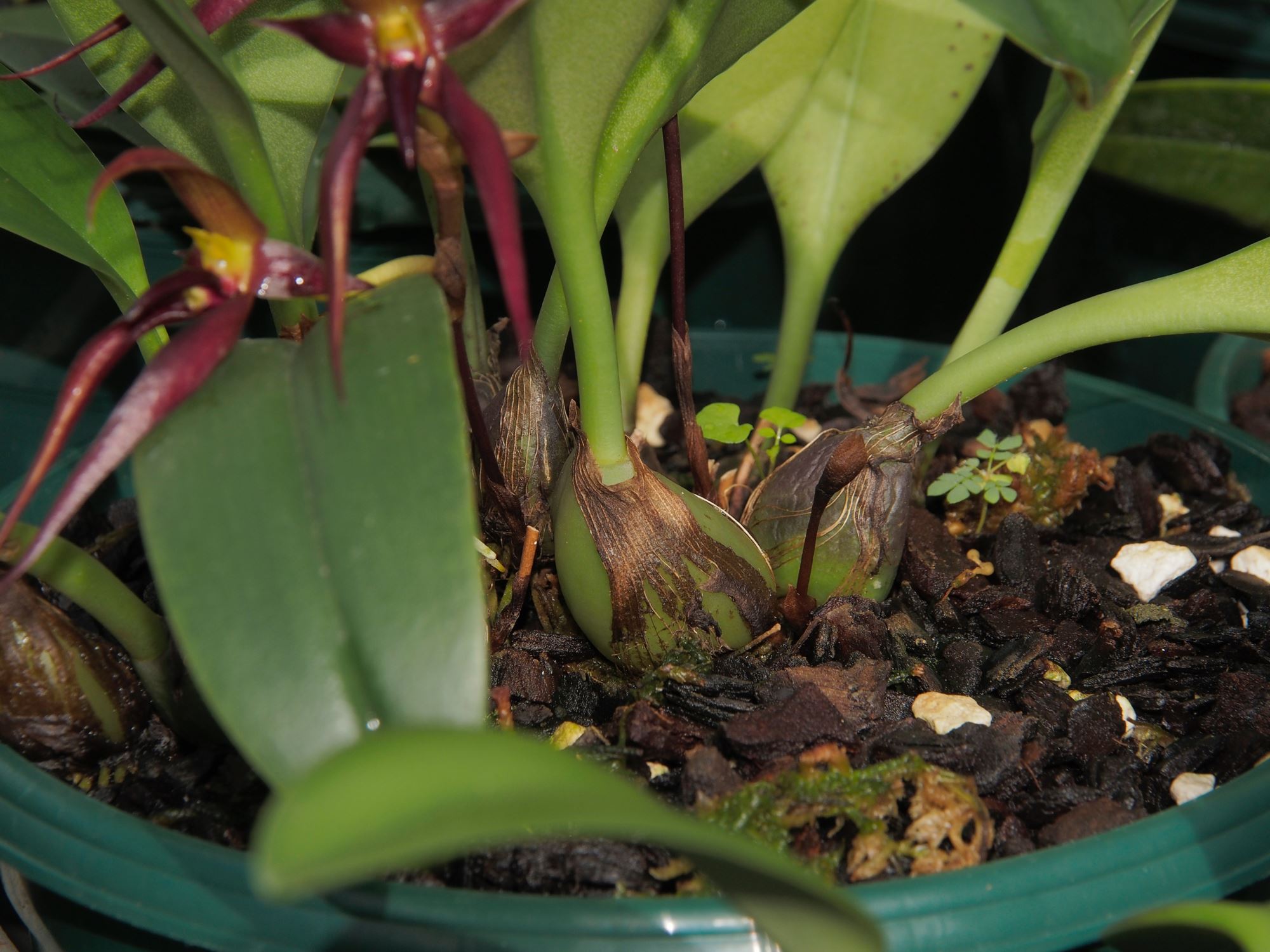 Image of Bulbophyllum mearnsii