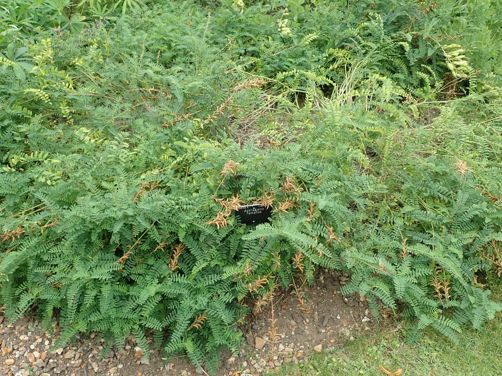Image of Astragalus falcatus