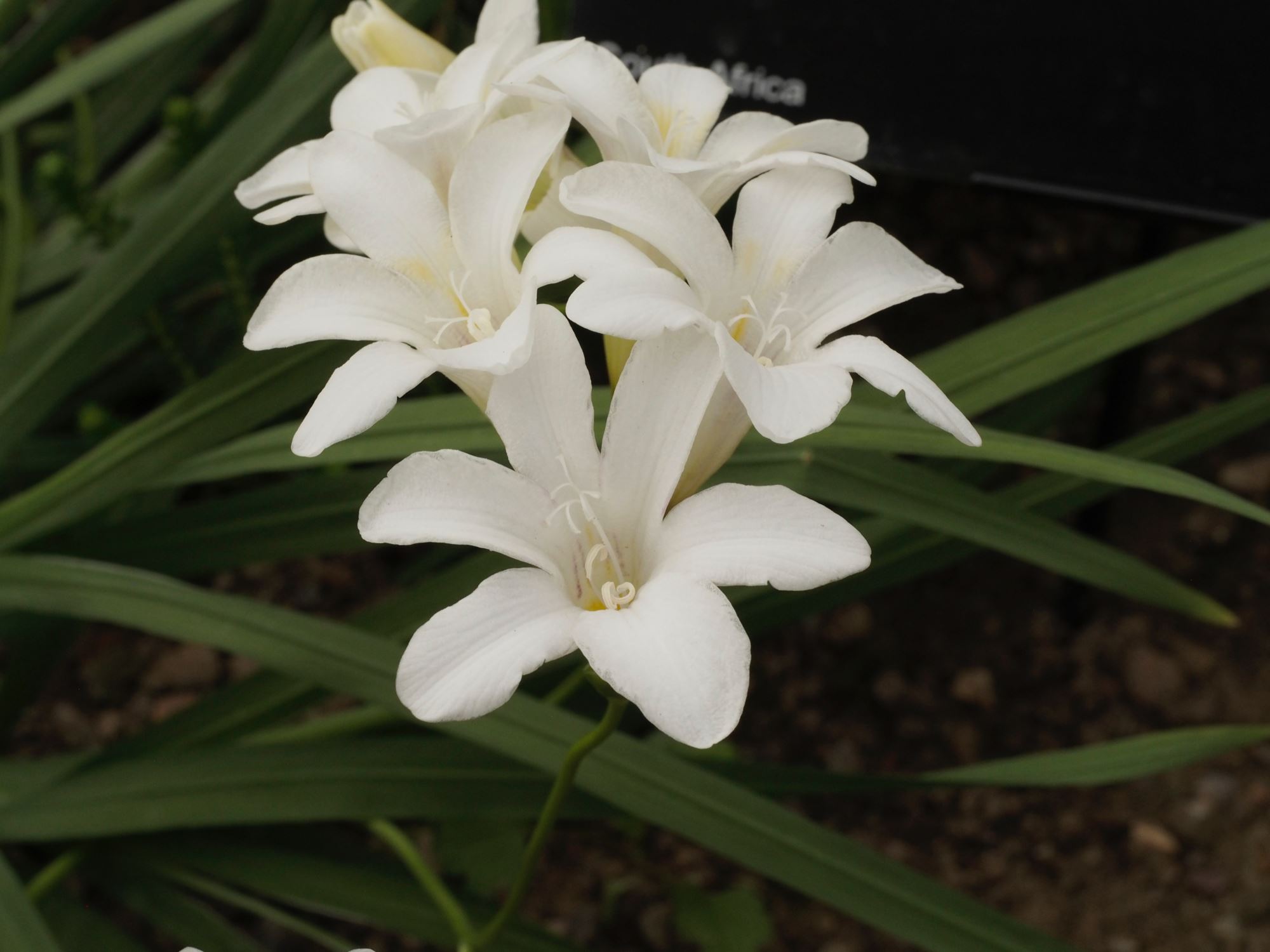 Image of Freesia leichtlinii