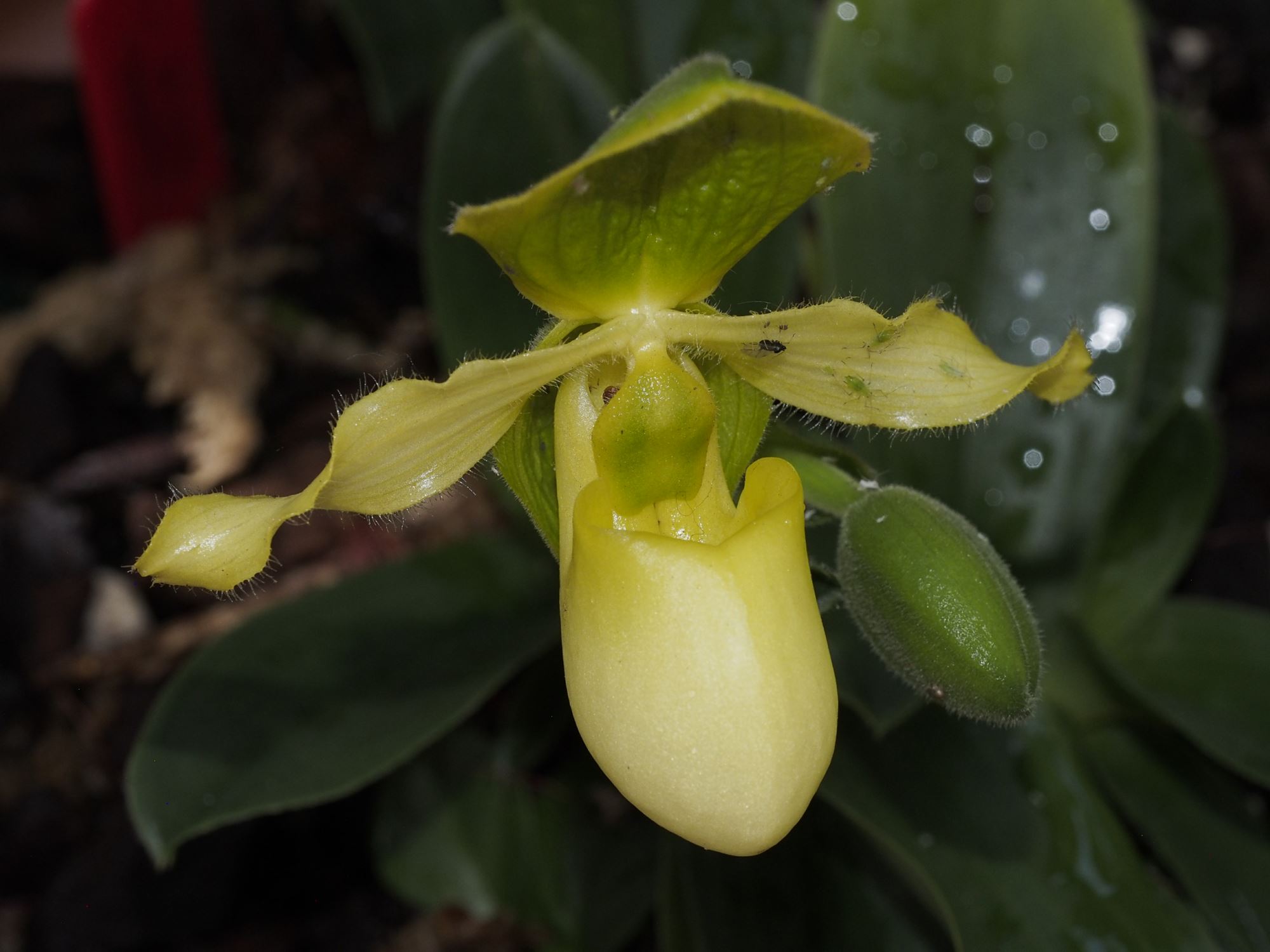 Image of Paphiopedilum 'Pinocchio Alba'