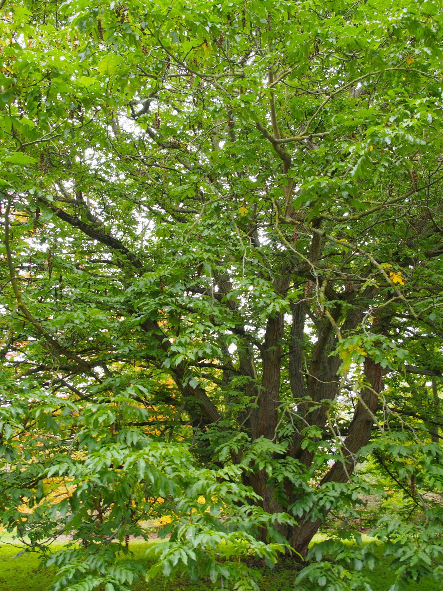 Image of Pterocarya fraxinifolia