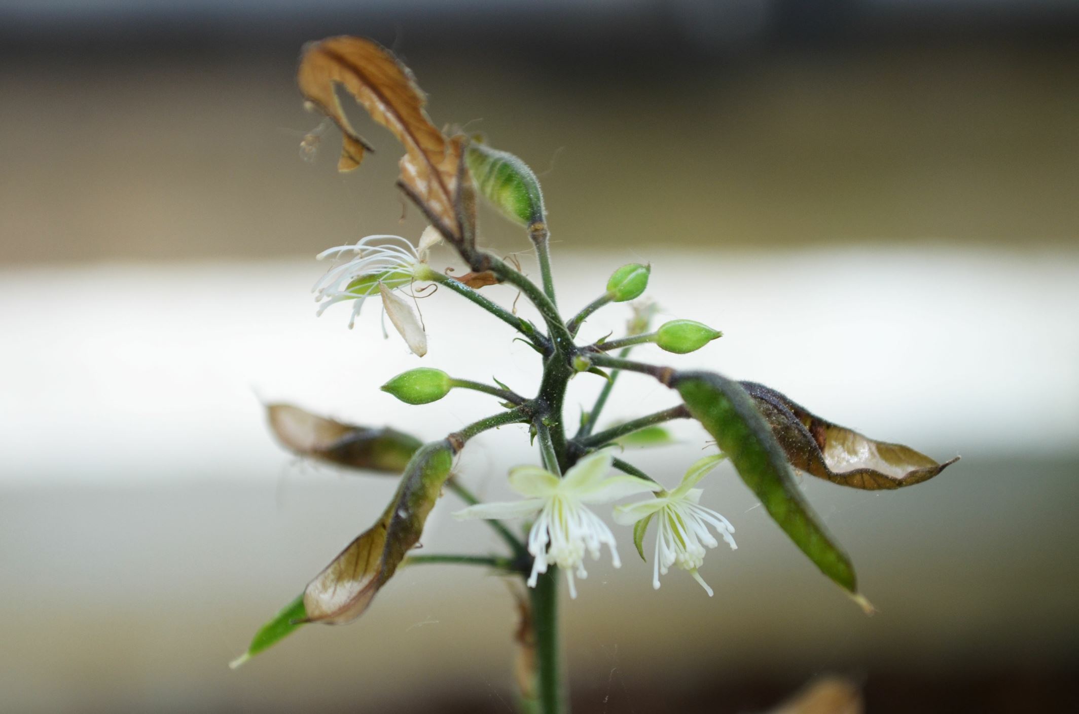 Image of Beesia calthifolia