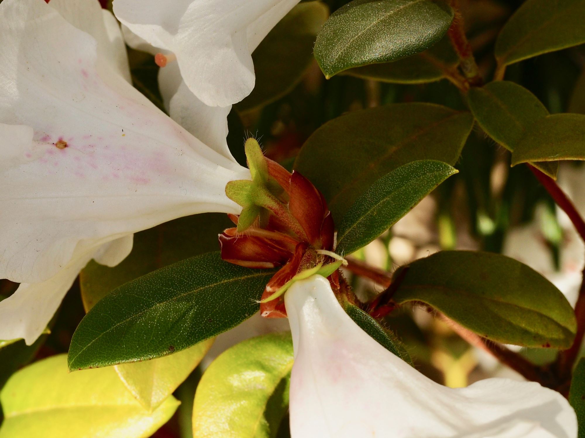 Image of Rhododendron ciliatum