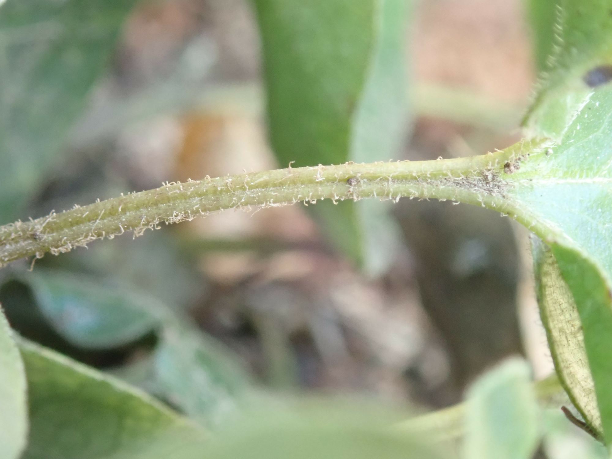 Image of Asarum europaeum