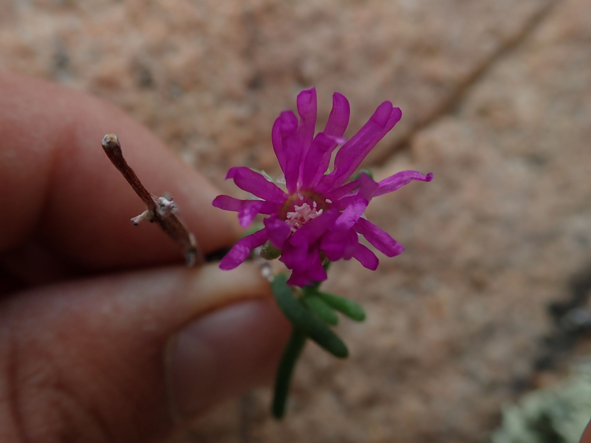 Image of Drosanthemum inornatum