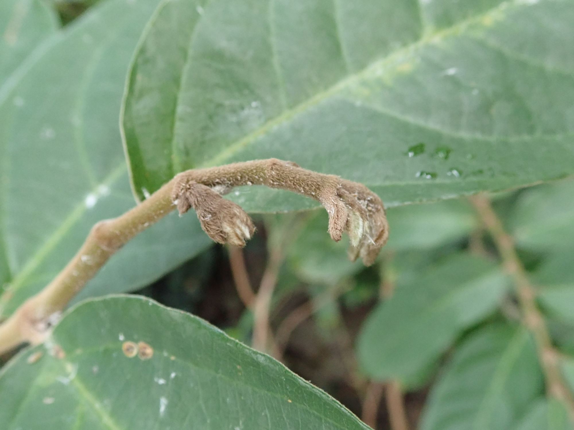 Image of Aristolochia arborea