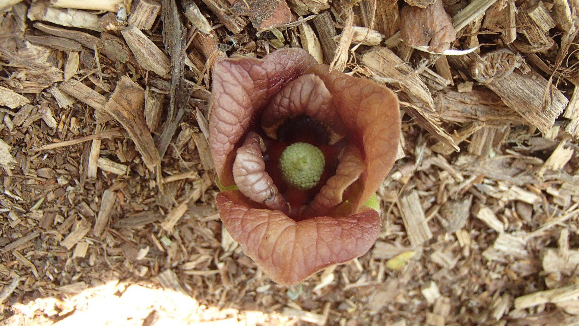 Image of Asimina triloba