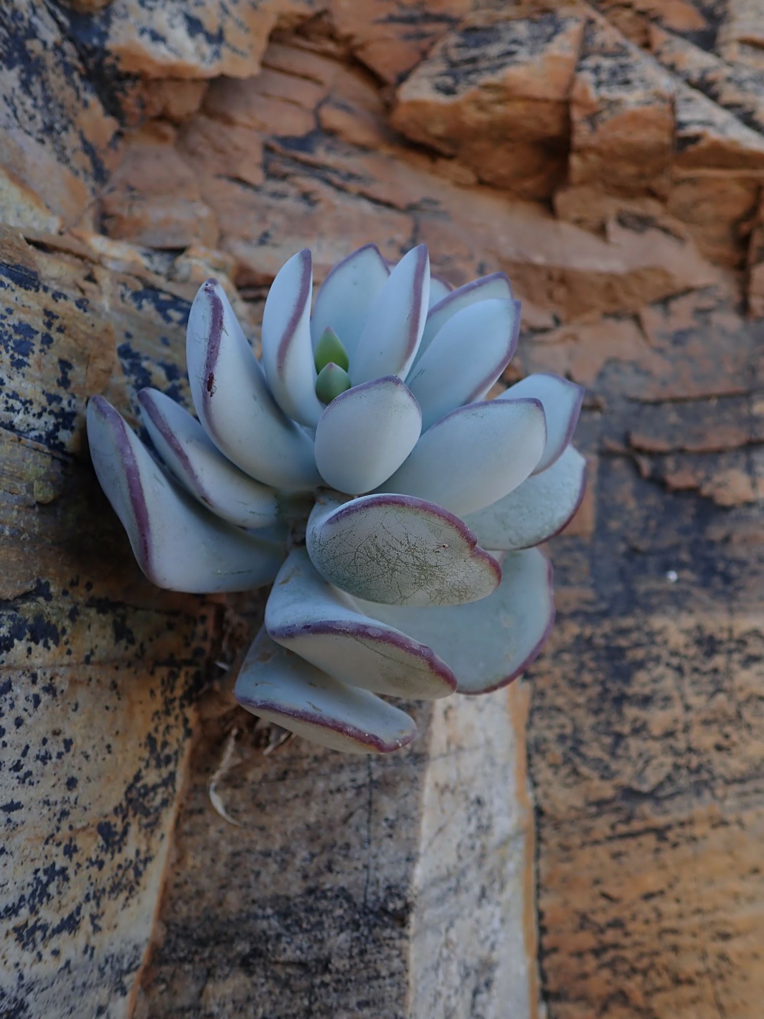 Image of Cotyledon orbiculata