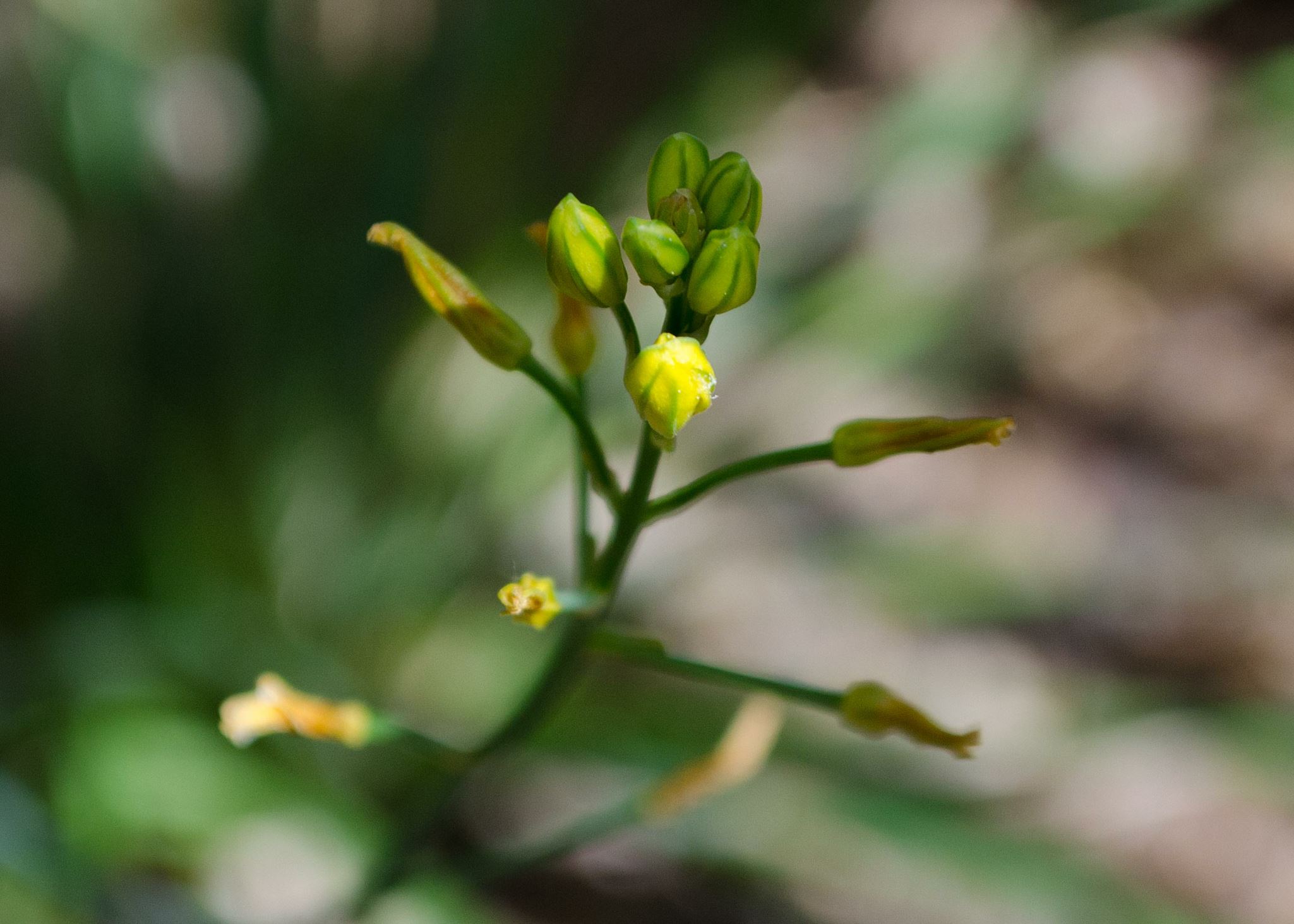 Image of Bulbine bulbosa