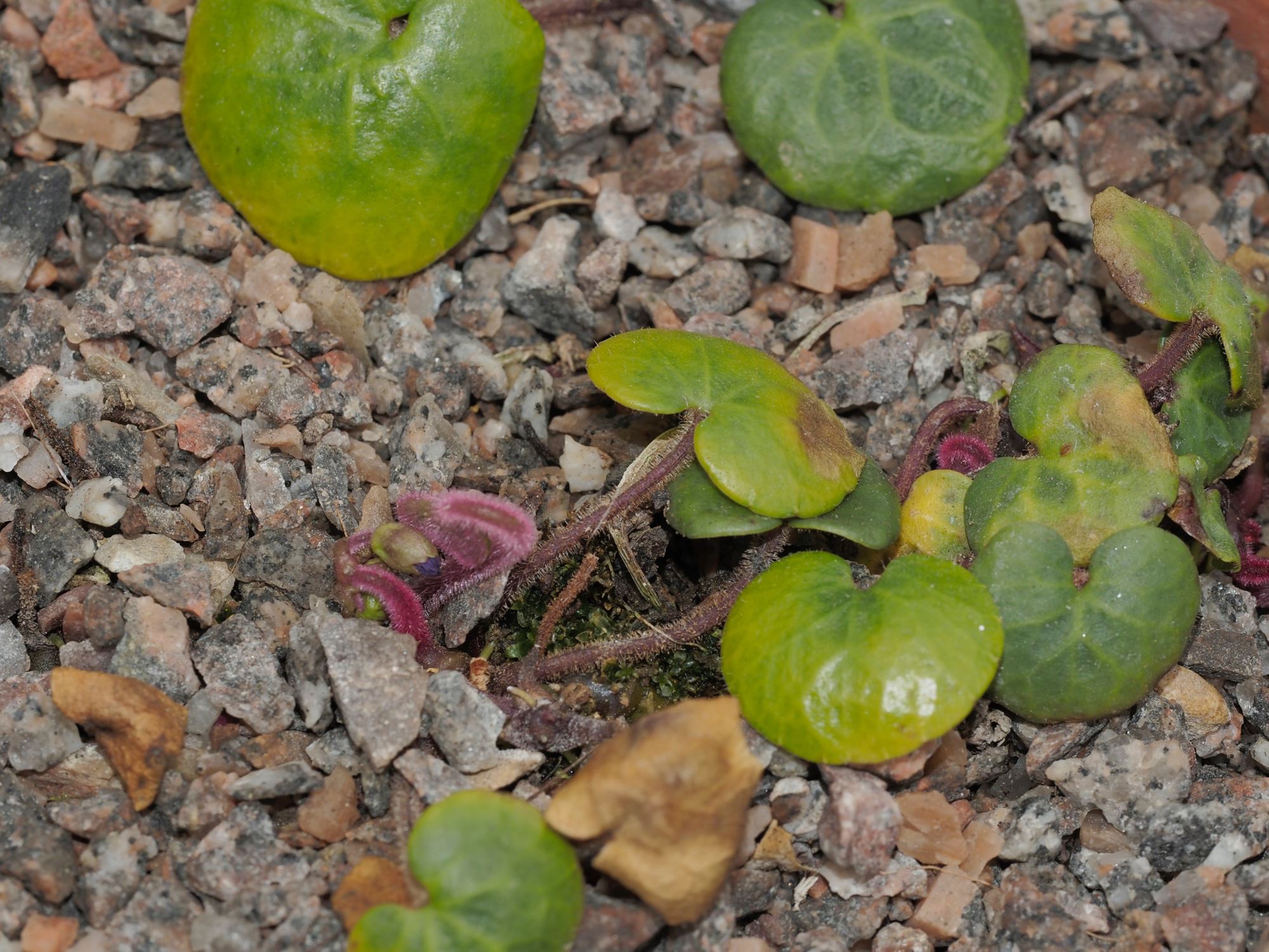 Image of Soldanella villosa