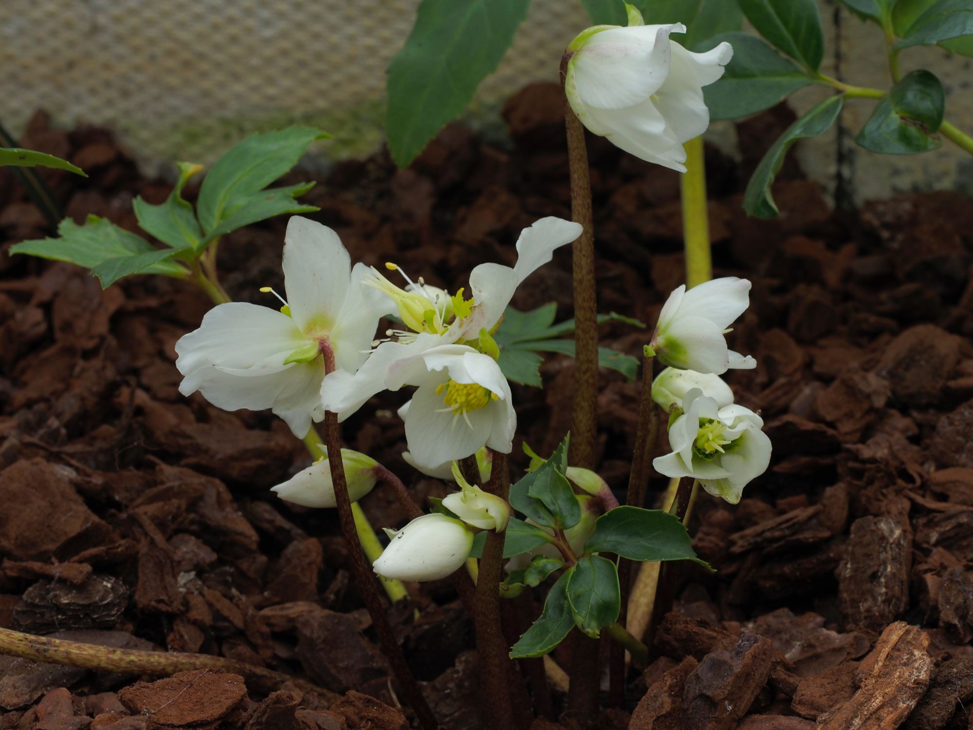 Image of Helleborus niger