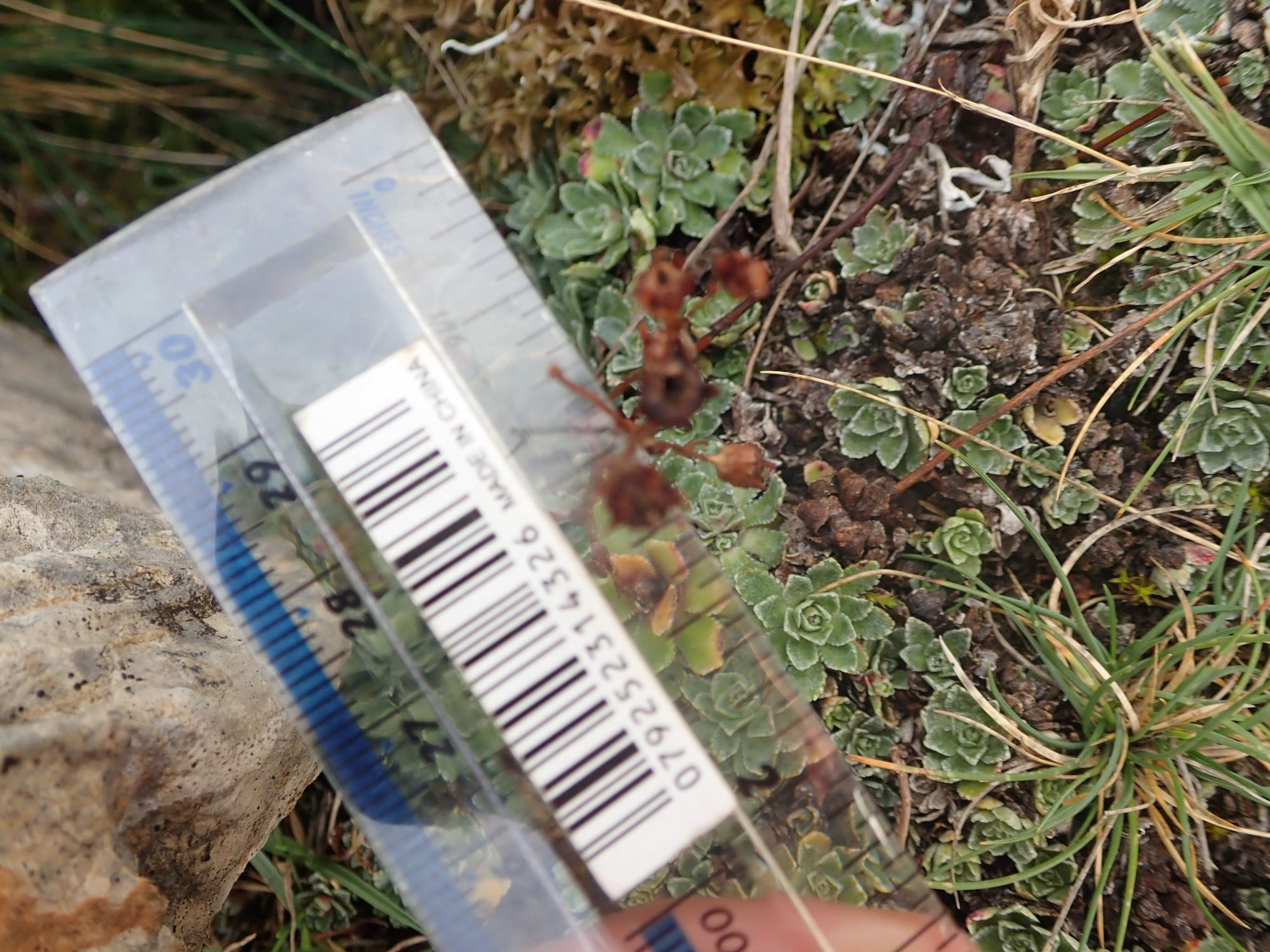 Image of Saxifraga paniculata