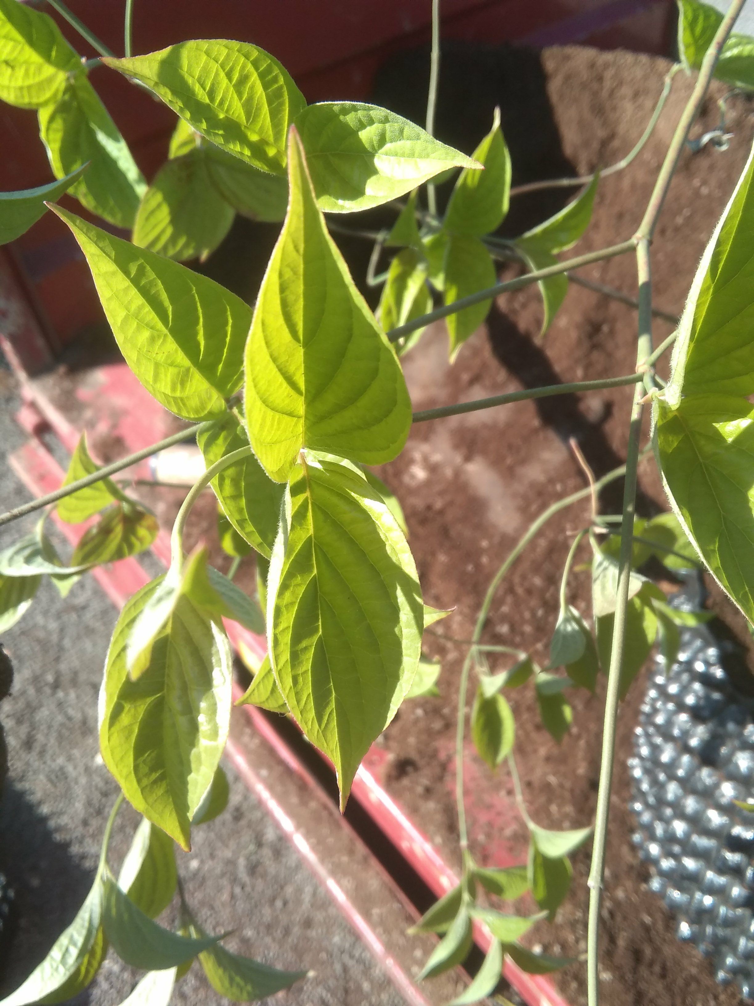 Image of Cornus florida