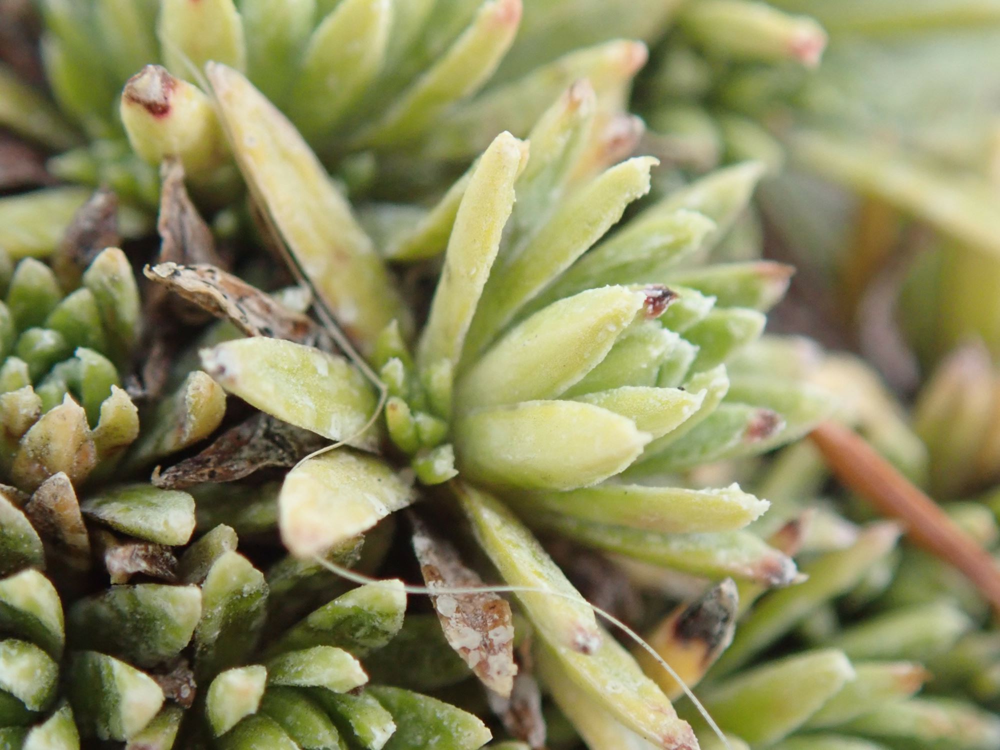 Image of Saxifraga ferdinandi-coburgi var. rhodopea