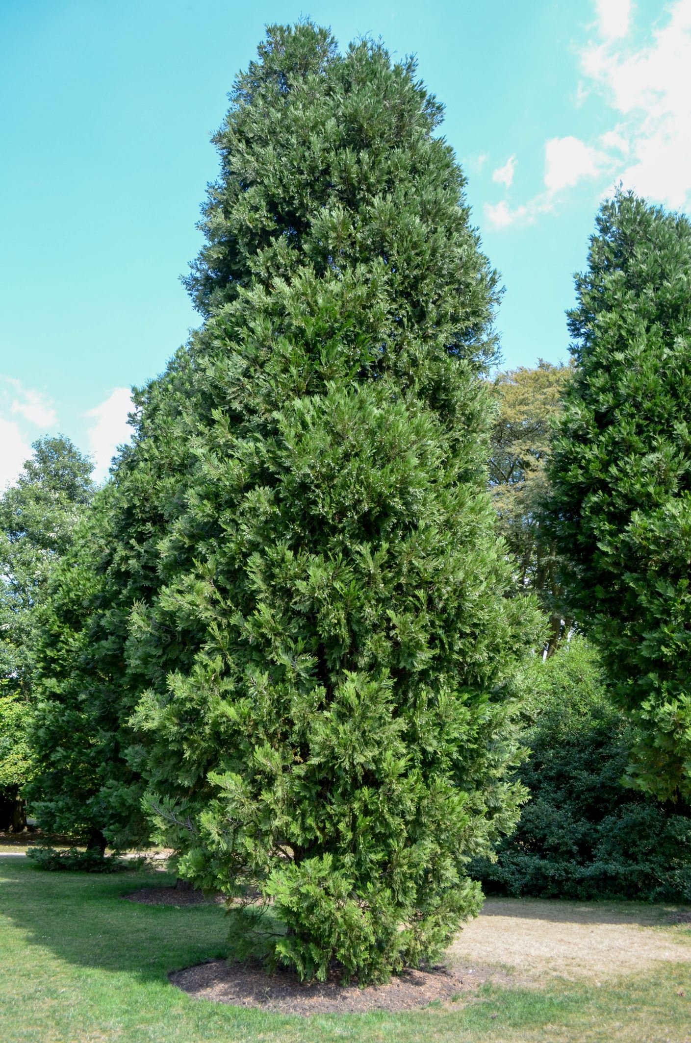 Image of Calocedrus decurrens