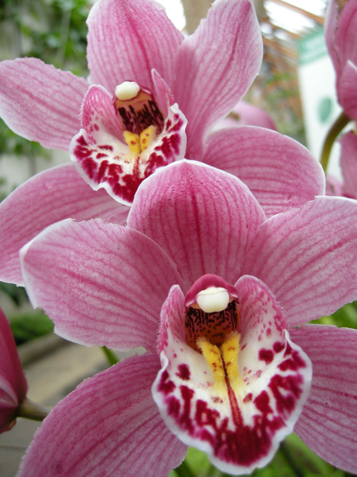 Image of Cymbidium Loch Maree 'Penne' Ã— PG Woodhouse 'Lewes'