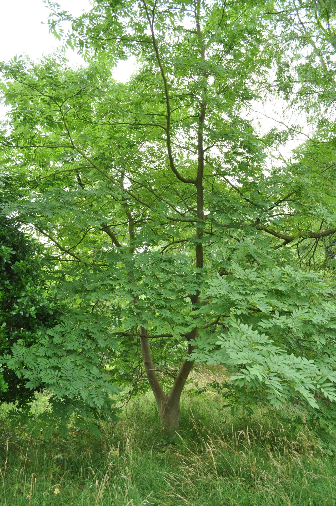 Image of Cladrastis sinensis
