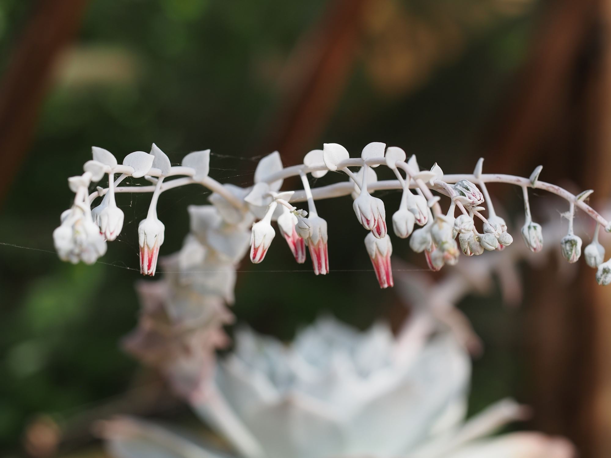 Image of Dudleya pulverulenta