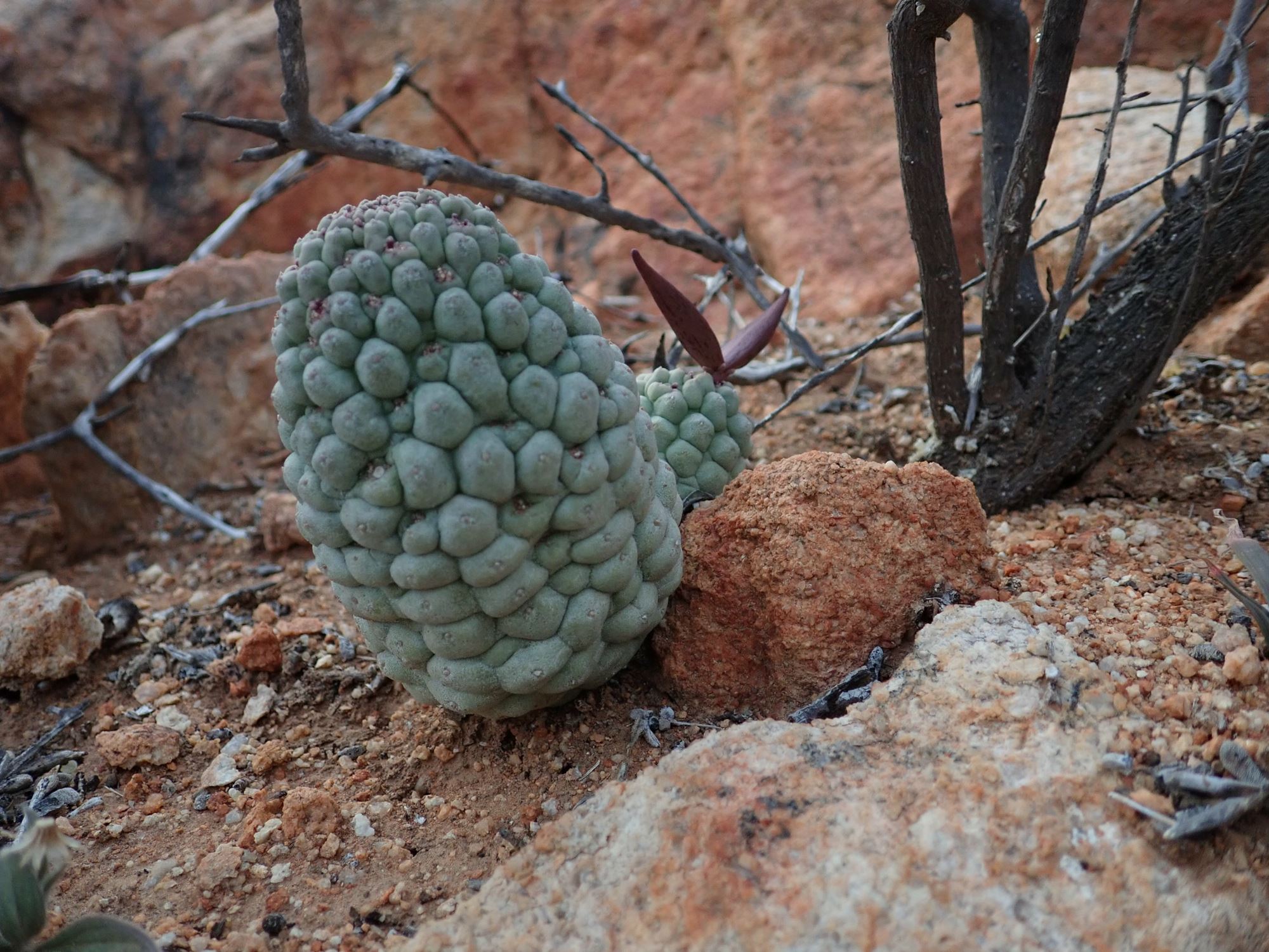 Image of Larryleachia sp.