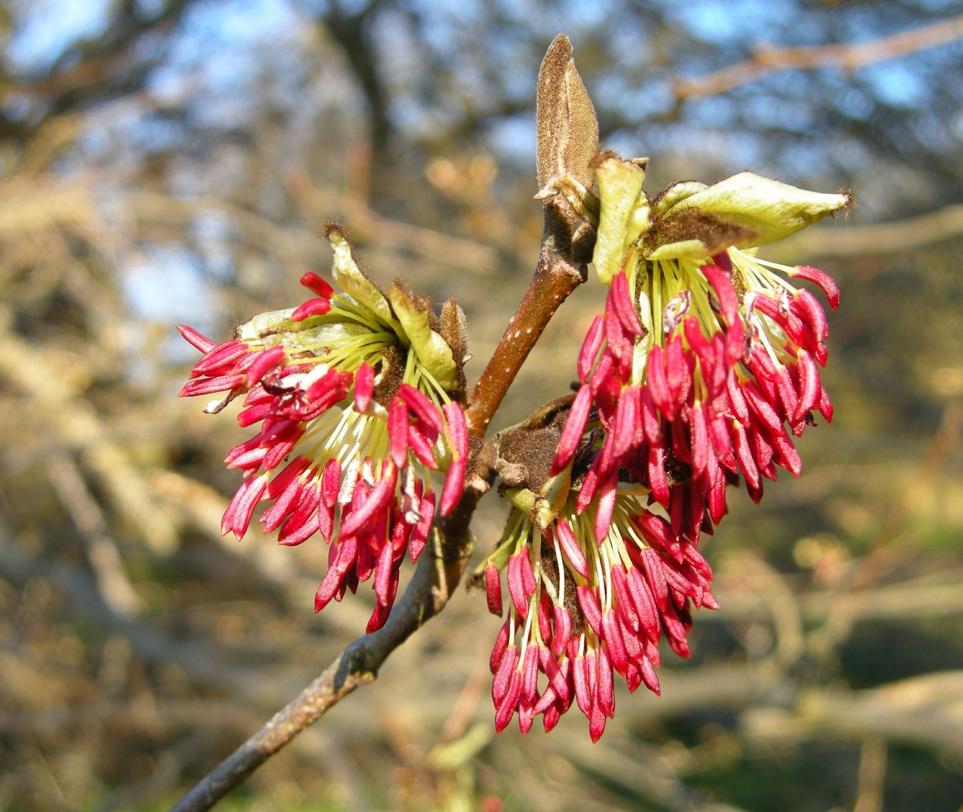Image of Parrotia persica