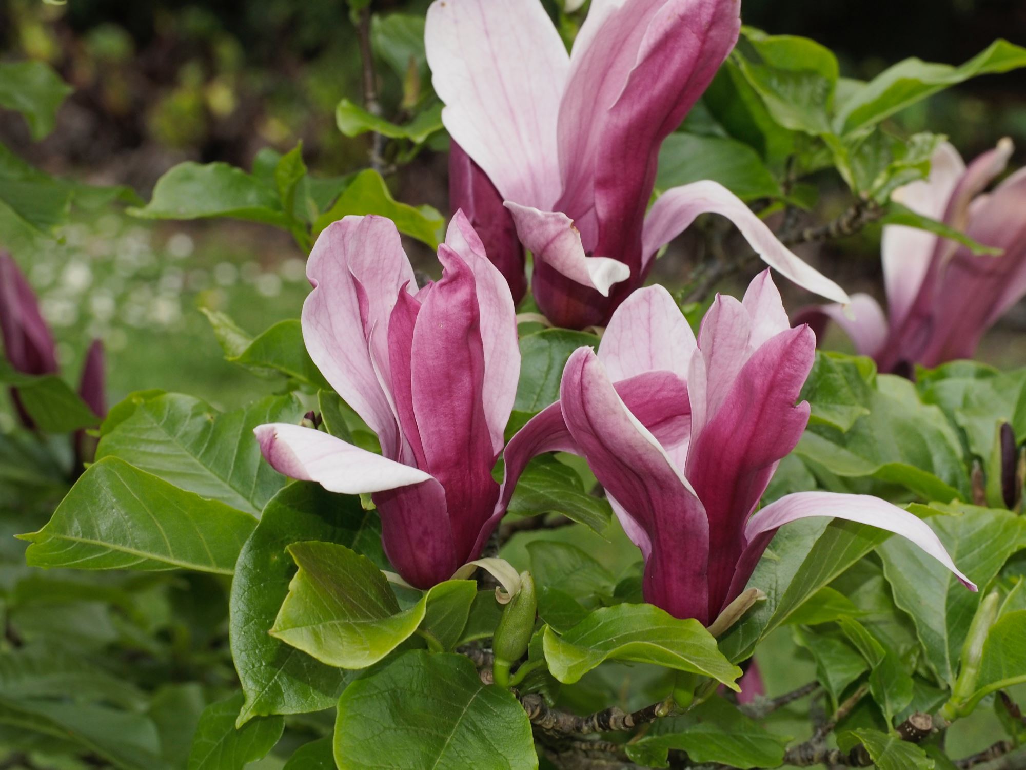 Image of Magnolia liliiflora