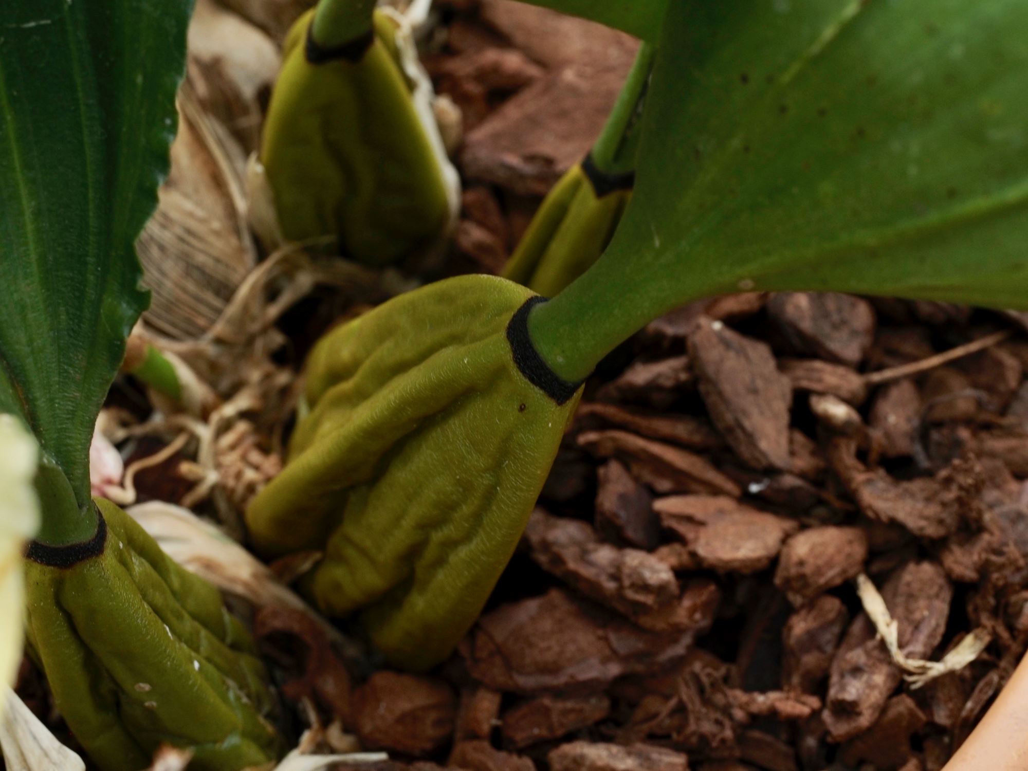 Image of Bifrenaria harrisoniae