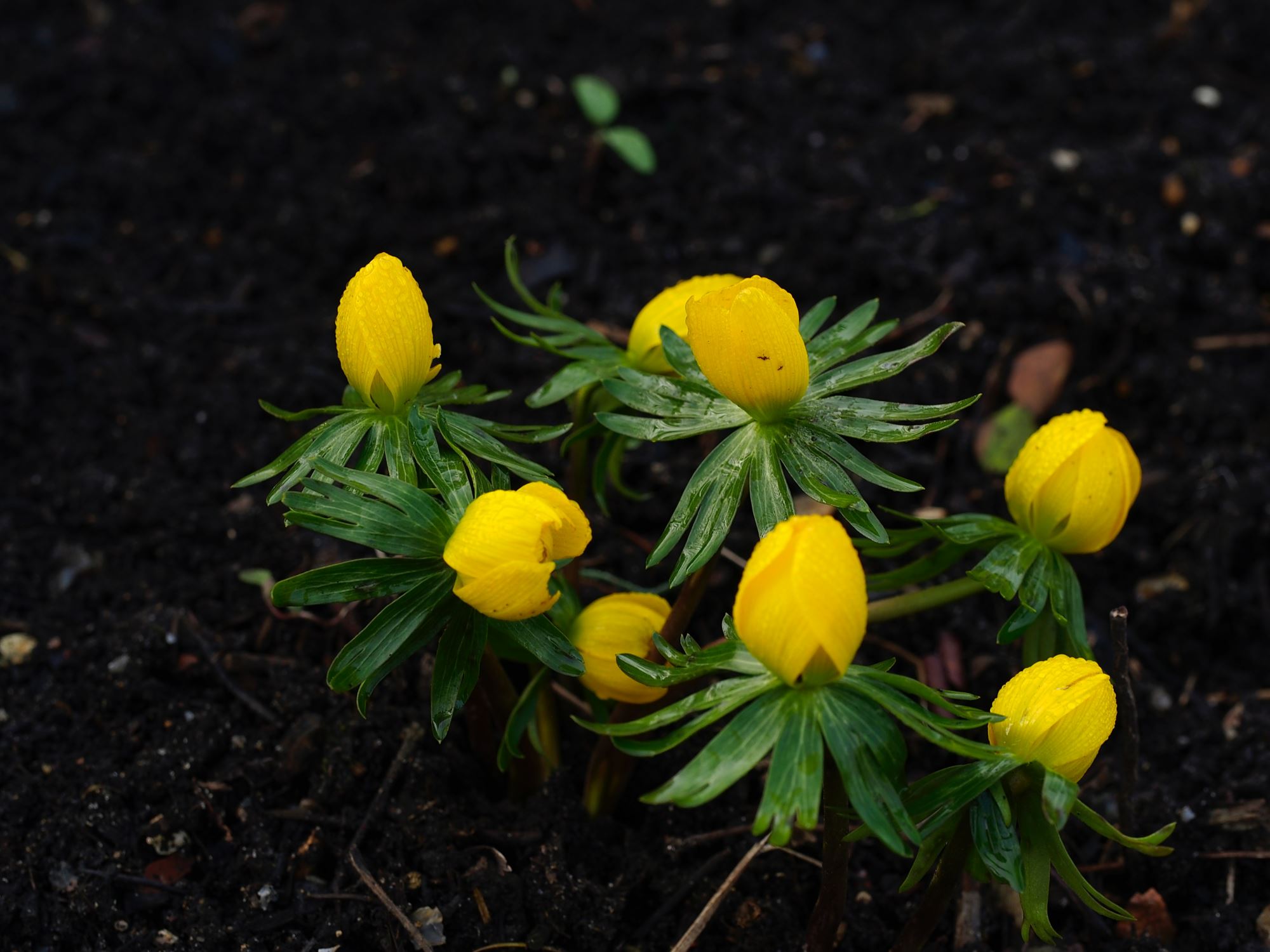 Image of Eranthis Ã— tubergenii 'Guinea Gold'