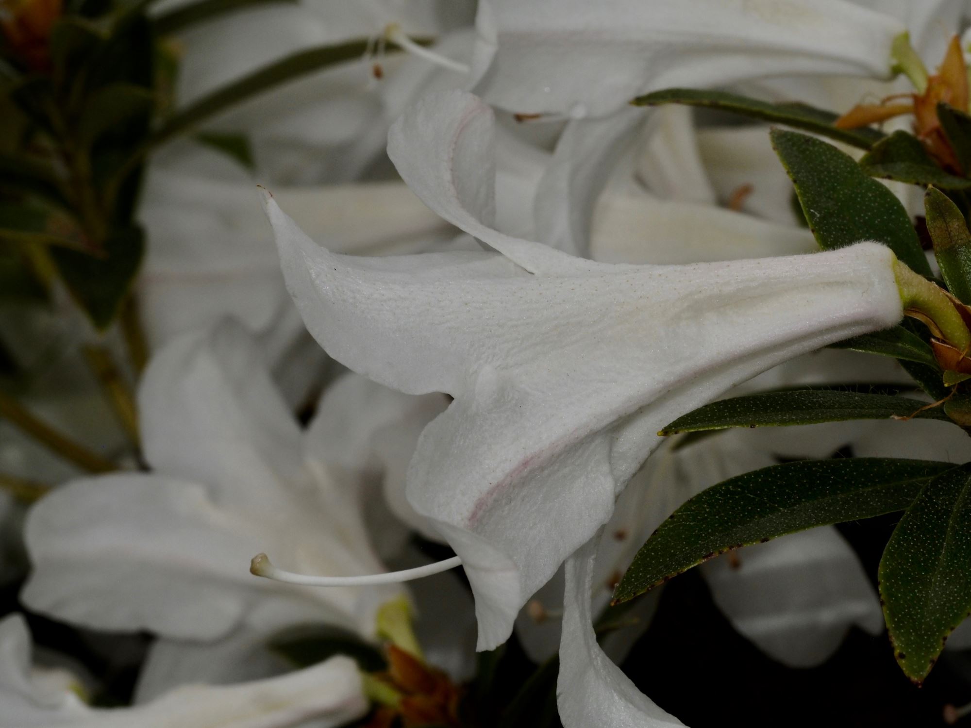 Image of Rhododendron formosum var. formosum