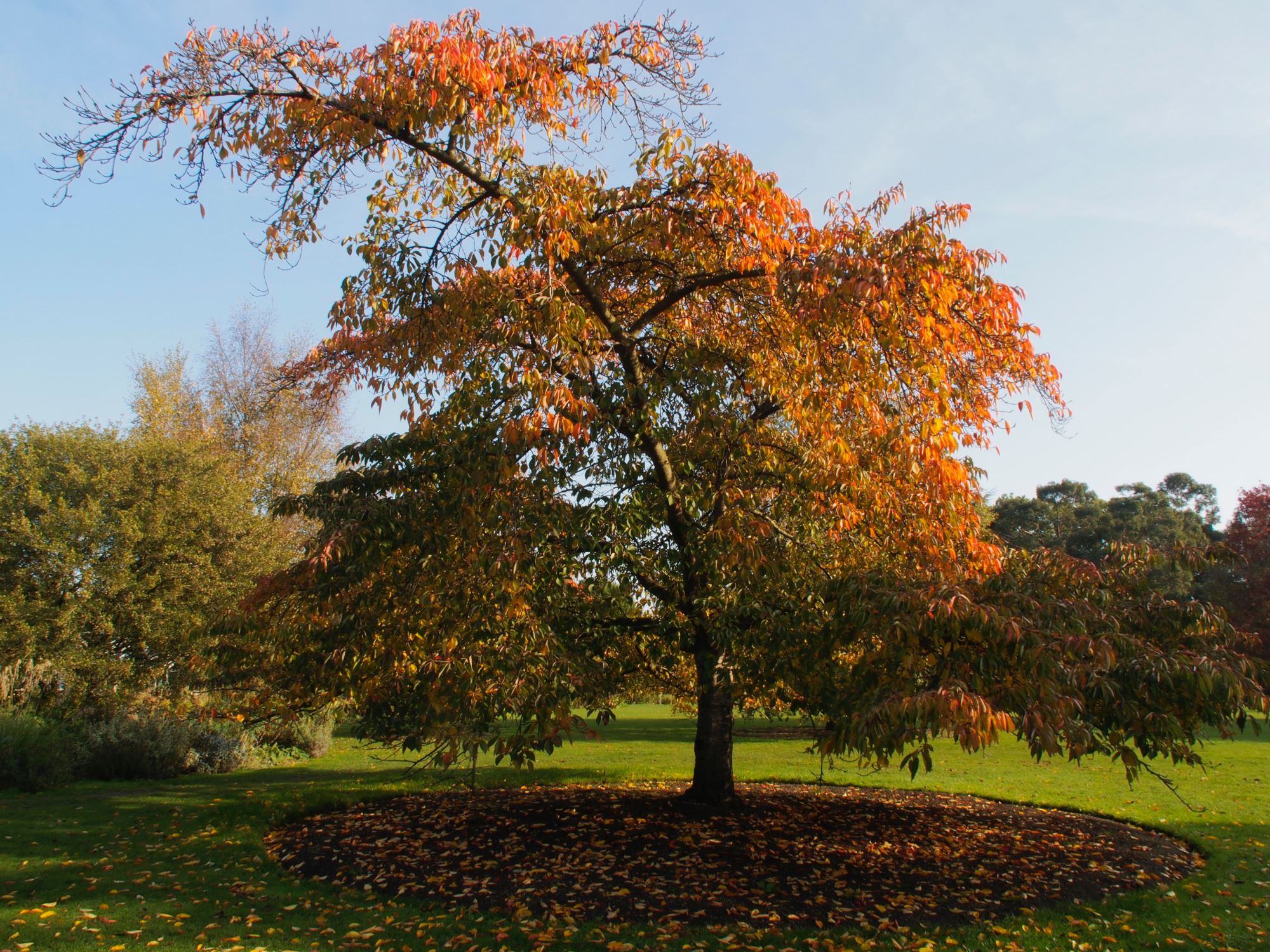 Image of Prunus Ã— yedoensis