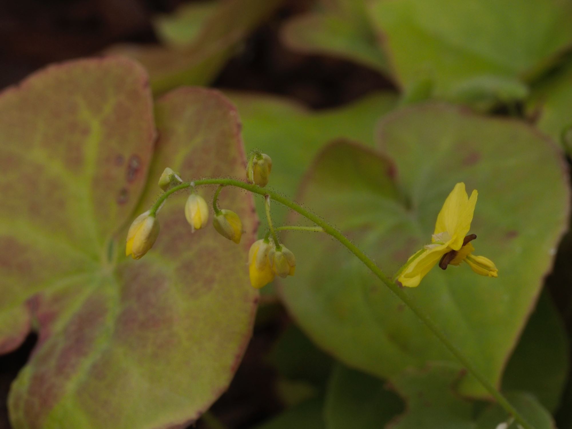 Image of Epimedium pinnatum subsp. colchicum