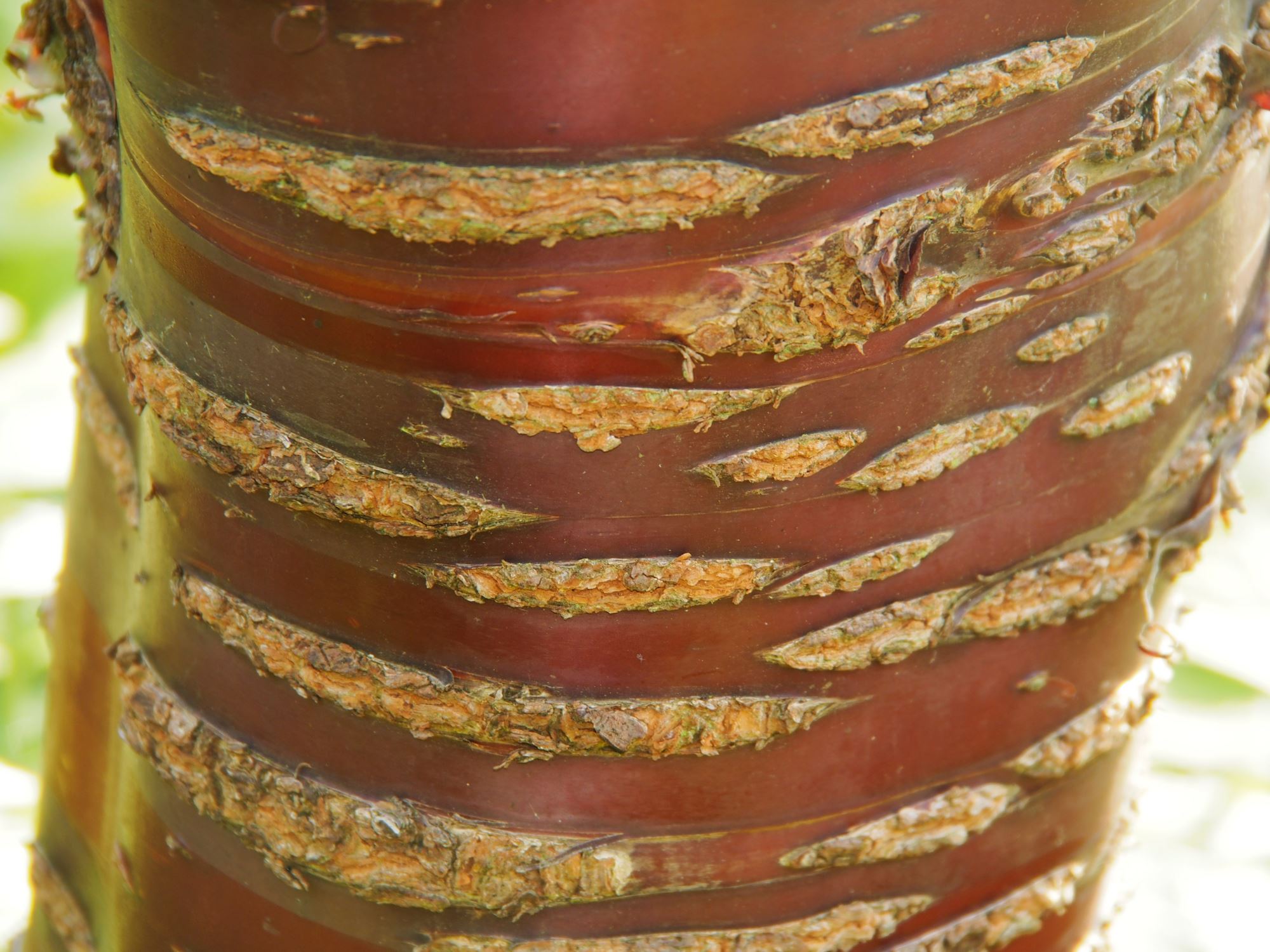Image of Prunus serrula