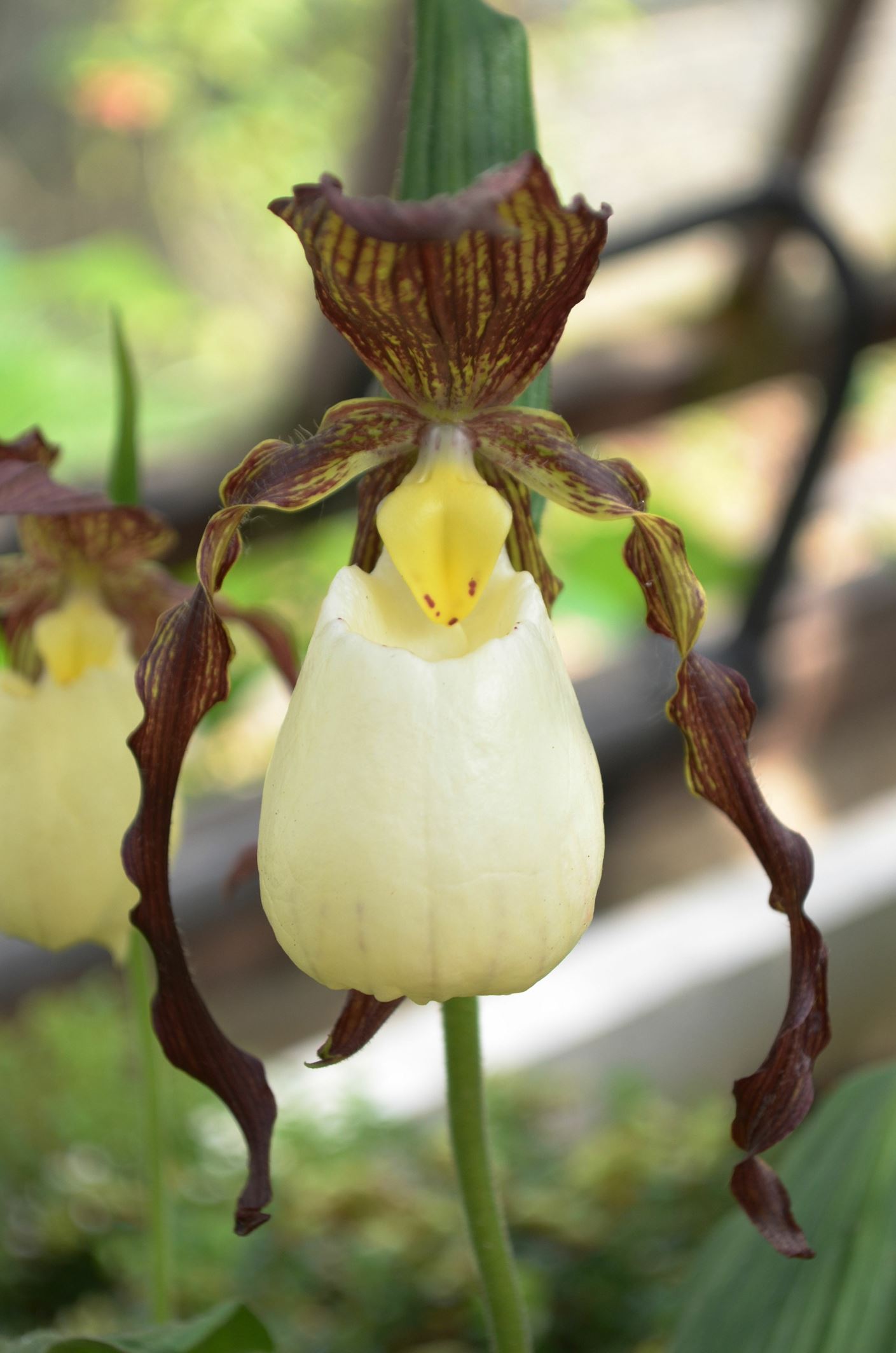 Image of Cypripedium kentuckiense
